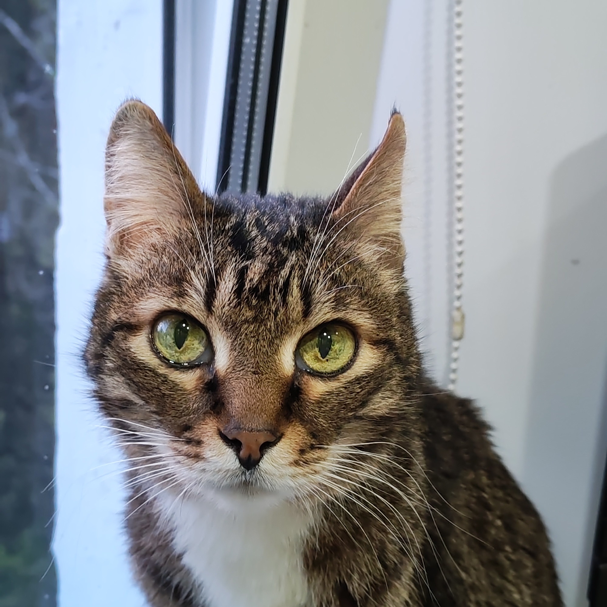 Tabby cat spotted on window sill in Chaikovsky, Russia