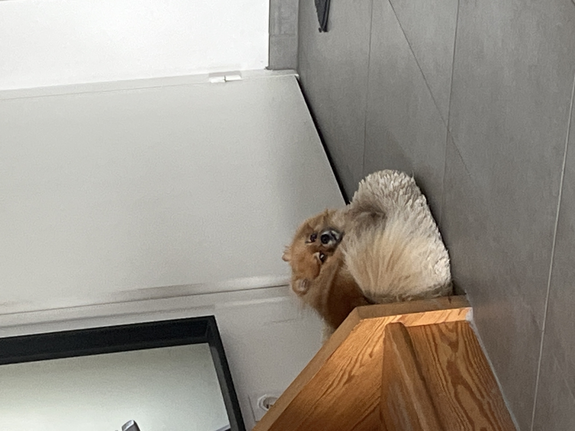Morning pet routine documented in French home with dog, cat