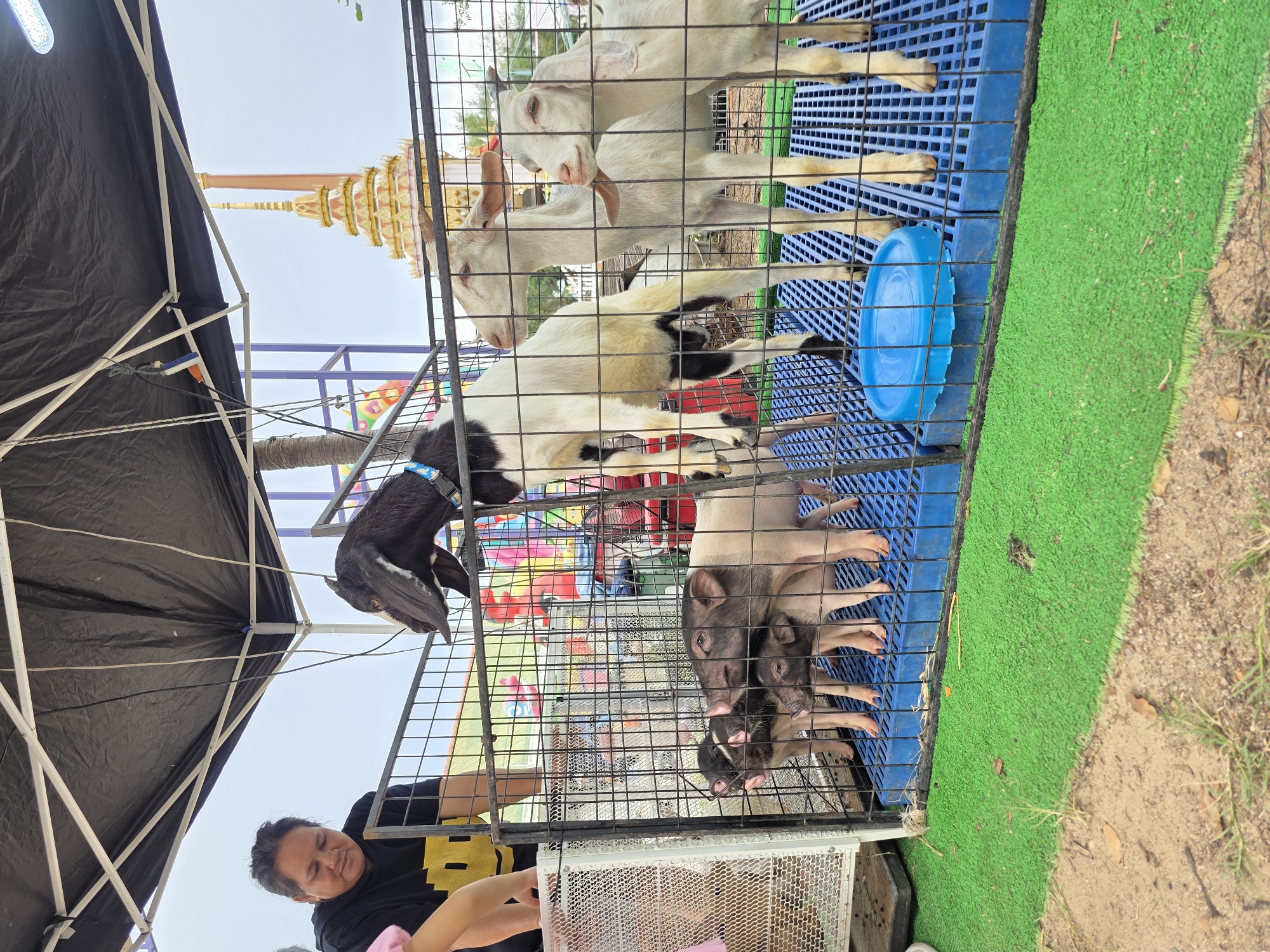 Street market in Ban Phala: seafood, sweets, and live animals