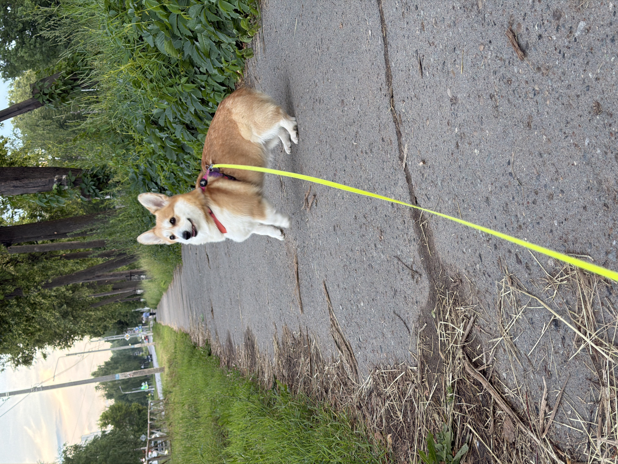 Evening walk with a Corgi as Chaikovsky's sky turns golden