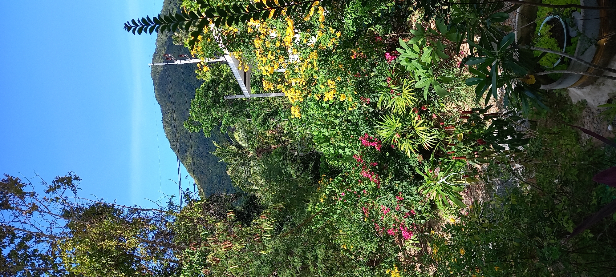 Goldfish pond documented in tropical Thai garden setting