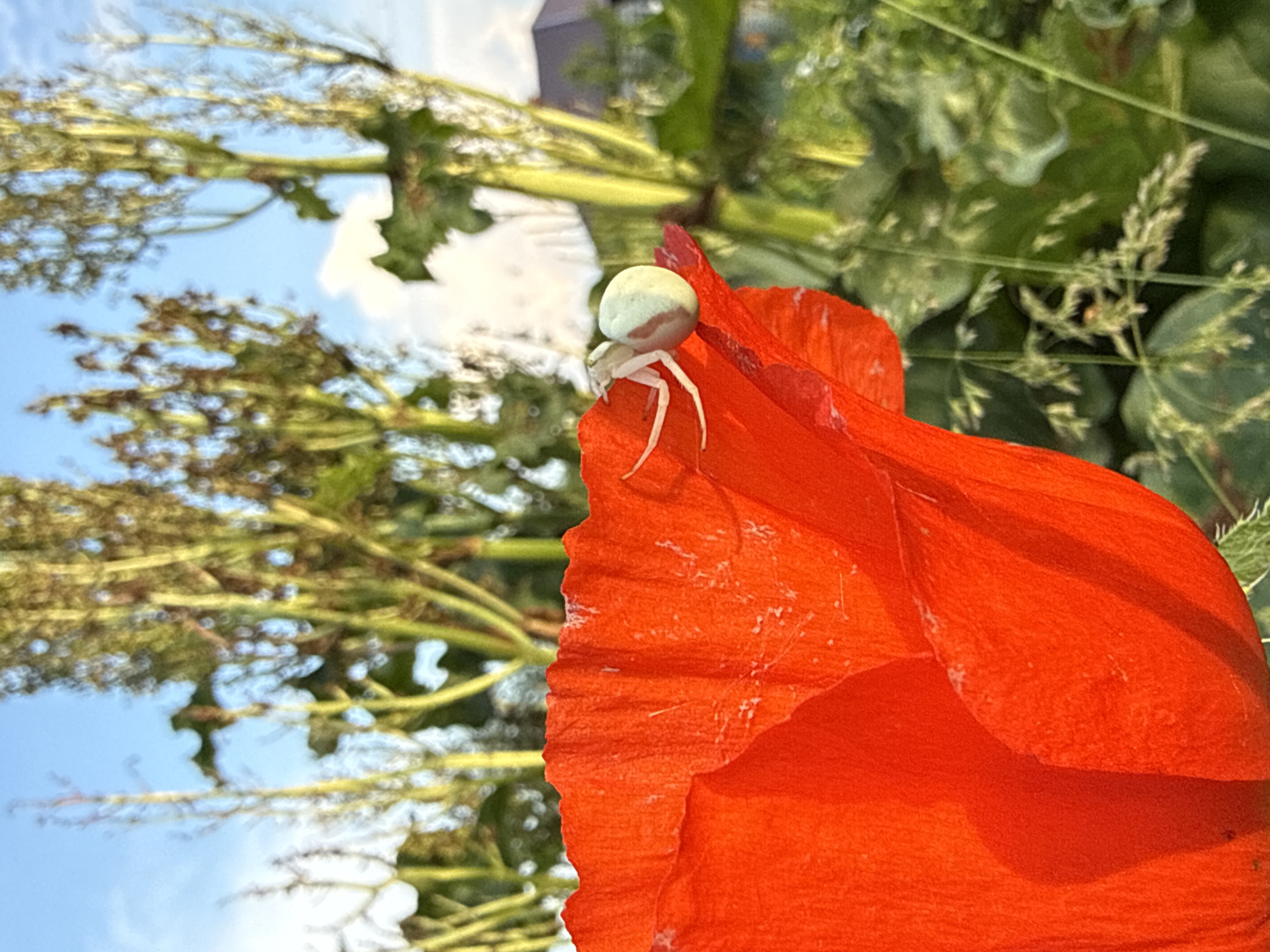 Summer garden harvest and wildflower exploration in rural Russia