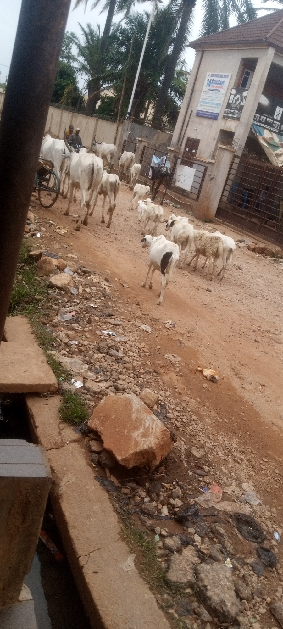 Cattle herd moves through Sabon Tasha Nigeria streets