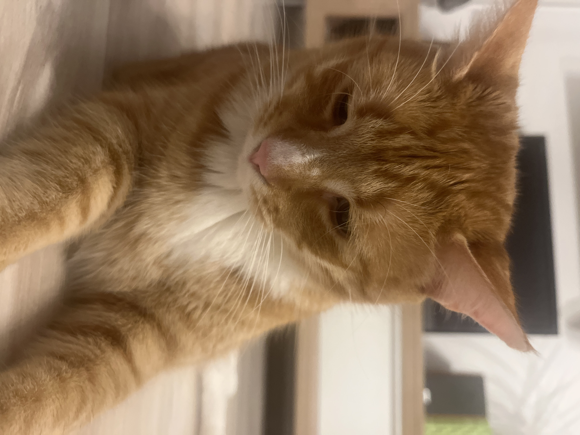 Orange tabby cat relaxes around a Zabrze home one evening