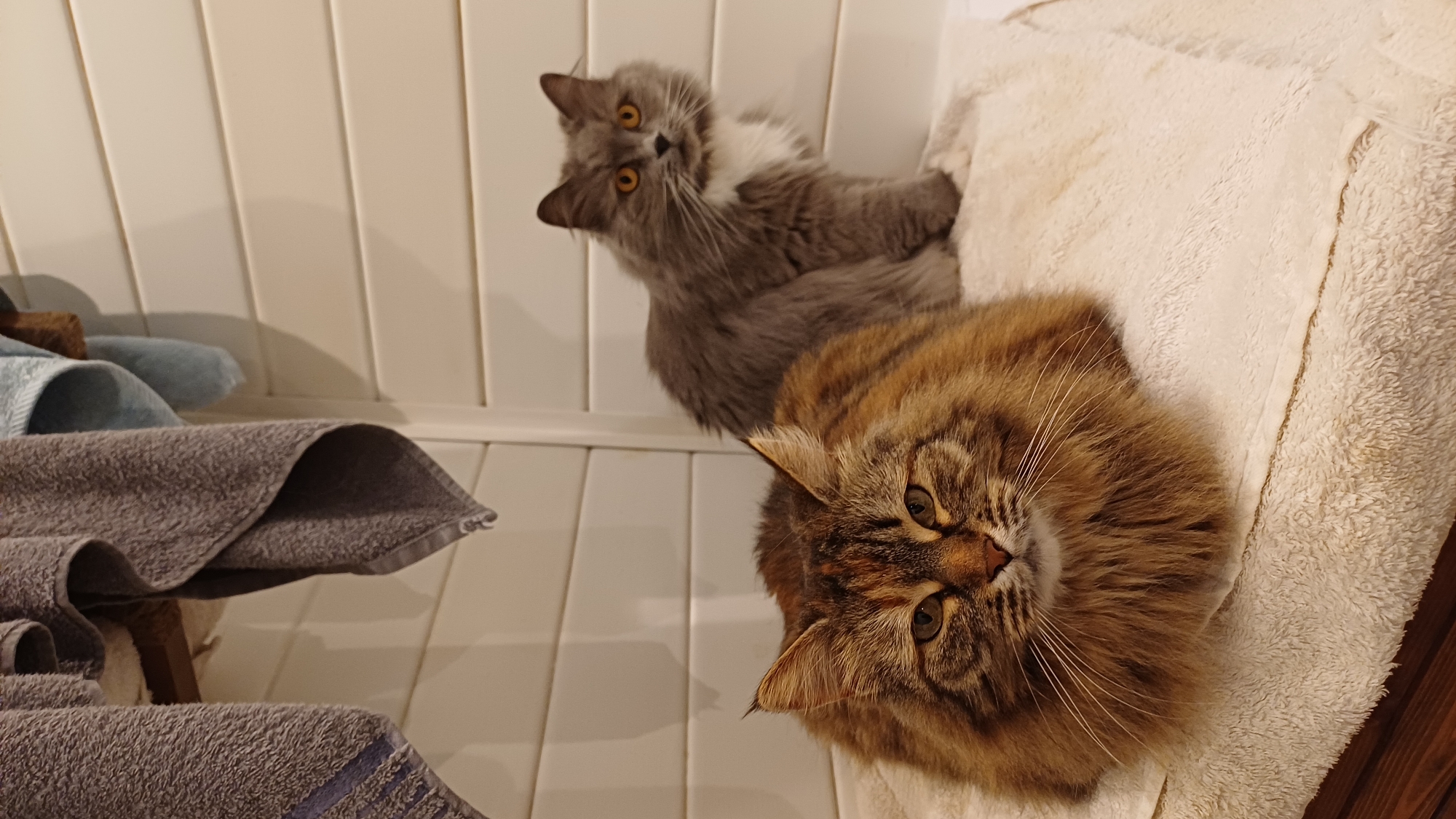 Domestic cats documented resting indoors in Timokhovo, Russia