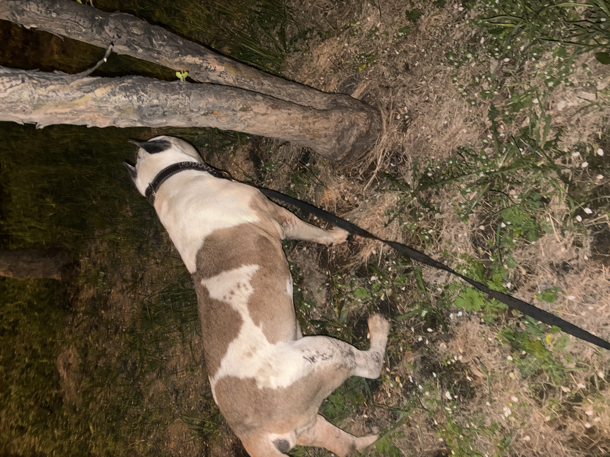 Dogs play outdoors during evening hours in Krasnoyarsk