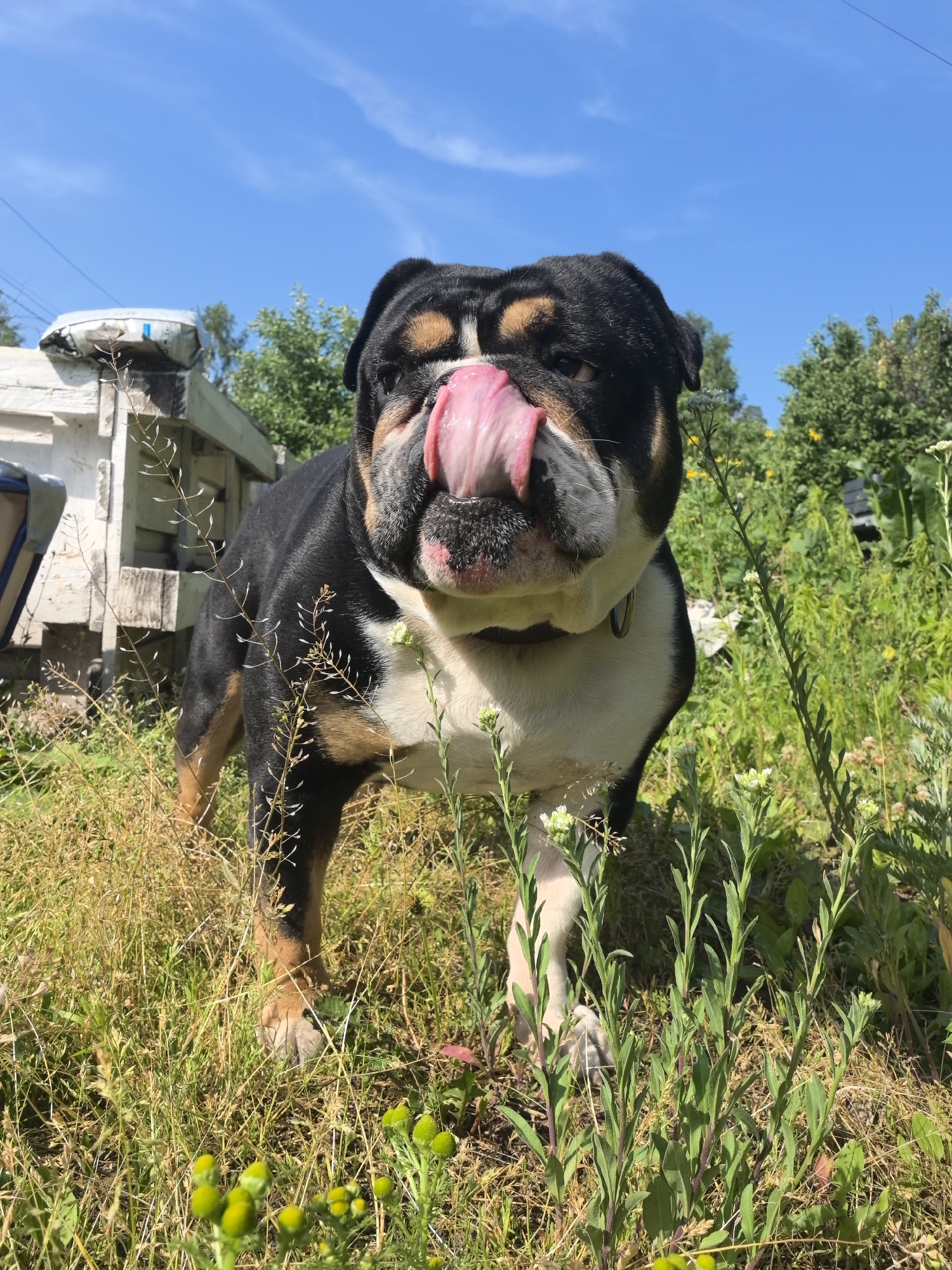 Morning backyard time with bulldog in rural Noviy