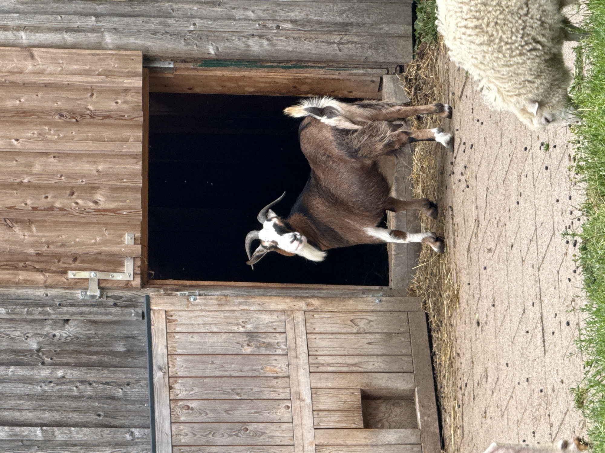 Goats, sheep, and parakeets at a Bassum farm setup