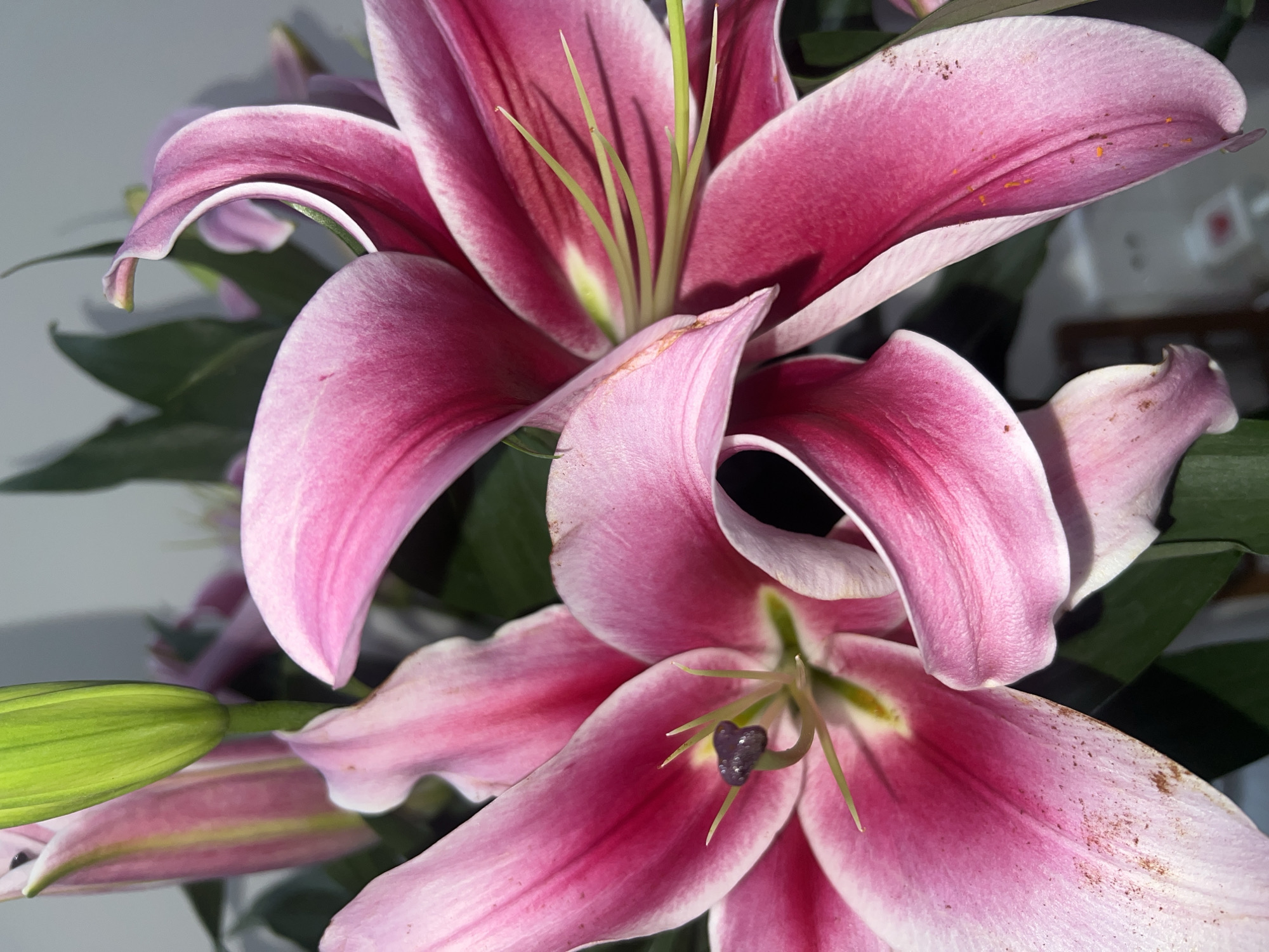 Stargazer lilies bloom in Vietnam heritage area