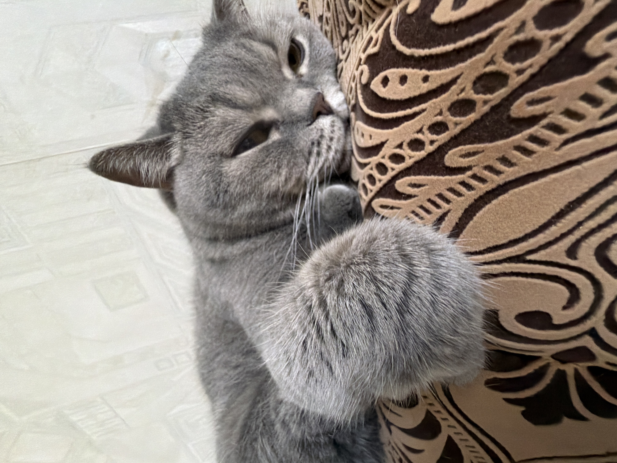 Gray cat cuddles brown cushion in Perm home