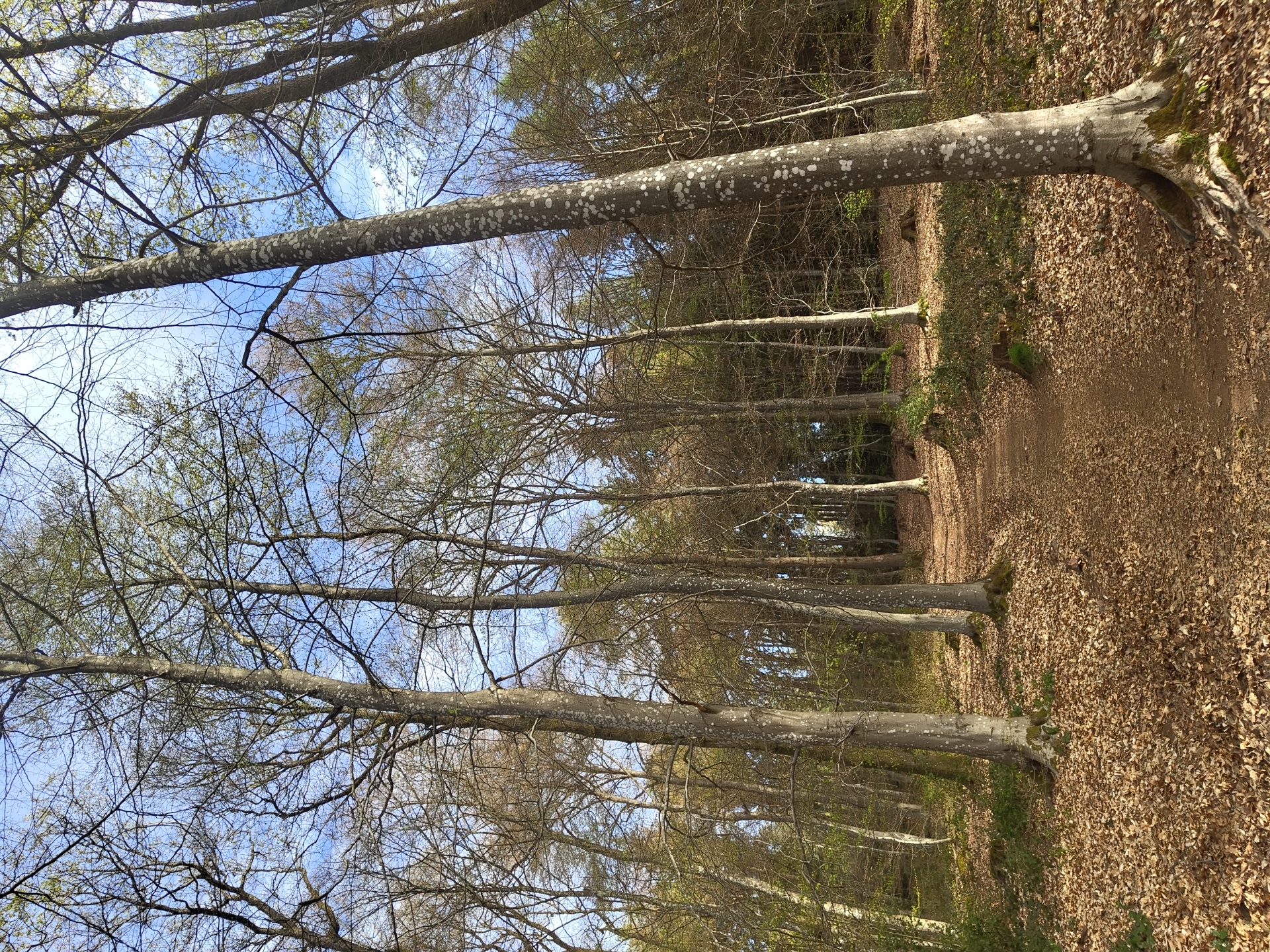 Morning hike documented through Mettlach nature reserve, Germany