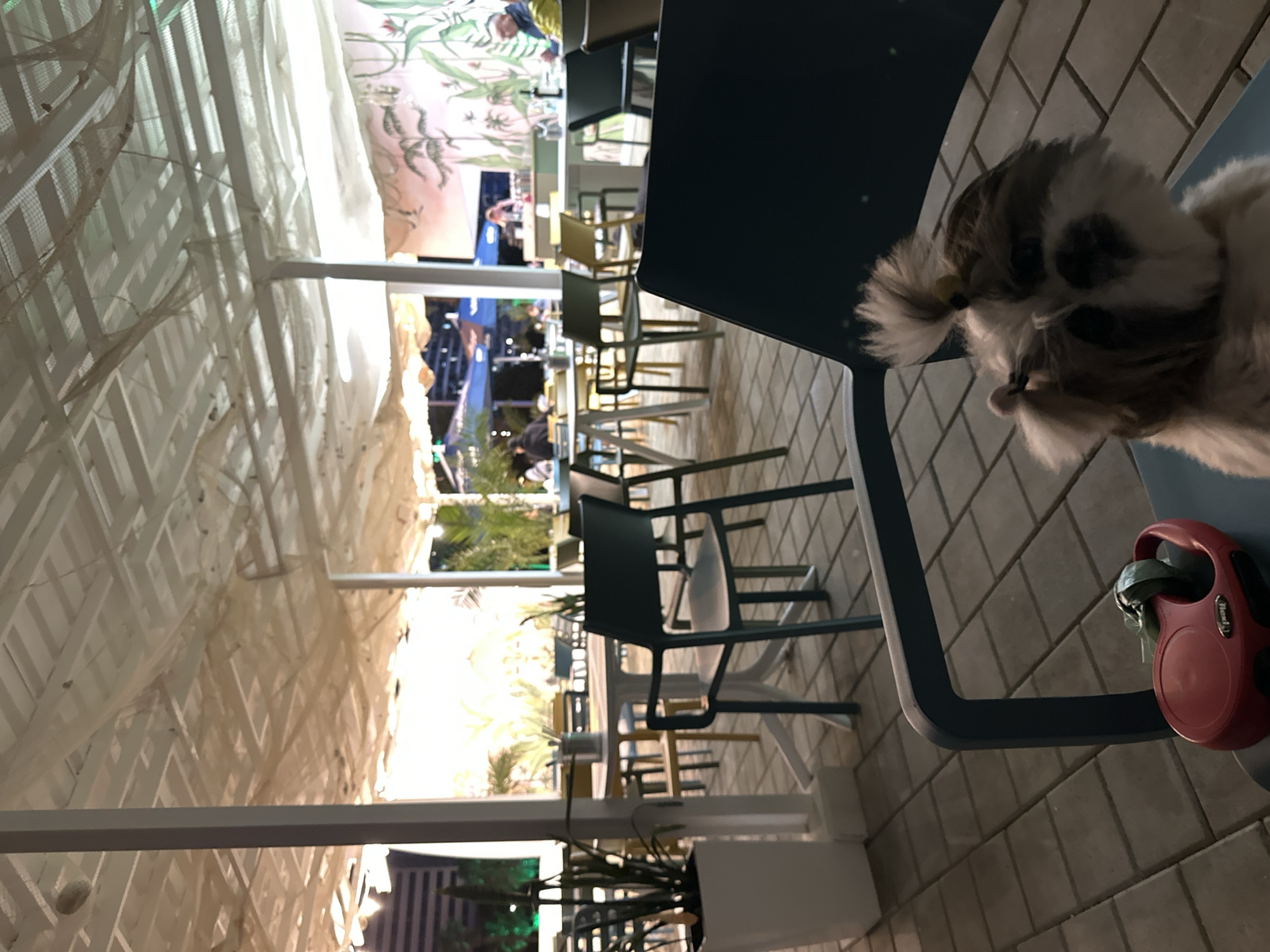 Dog rests on chair at Batumi cafe