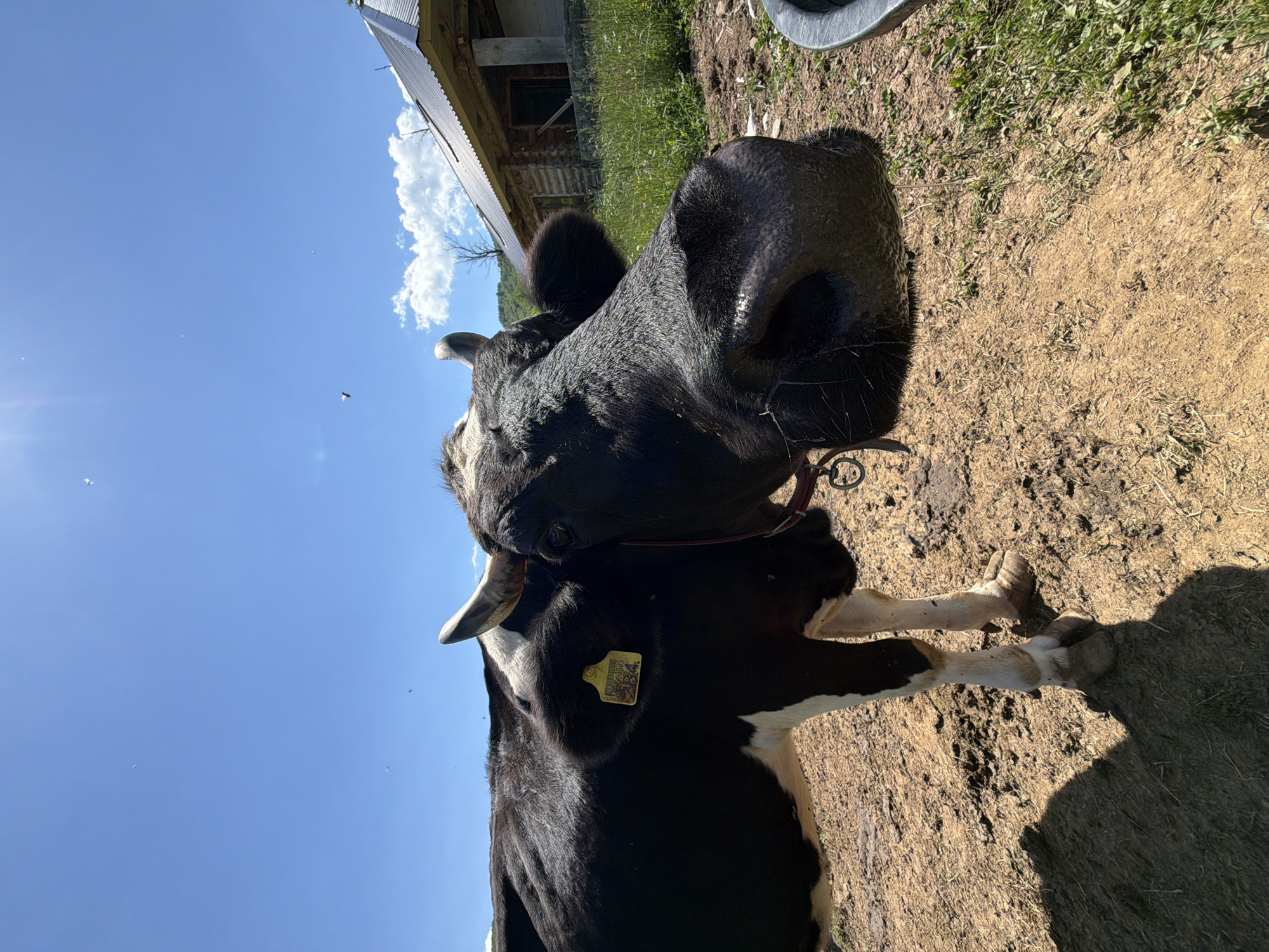 Tagged cow spotted in rural Montenegro countryside