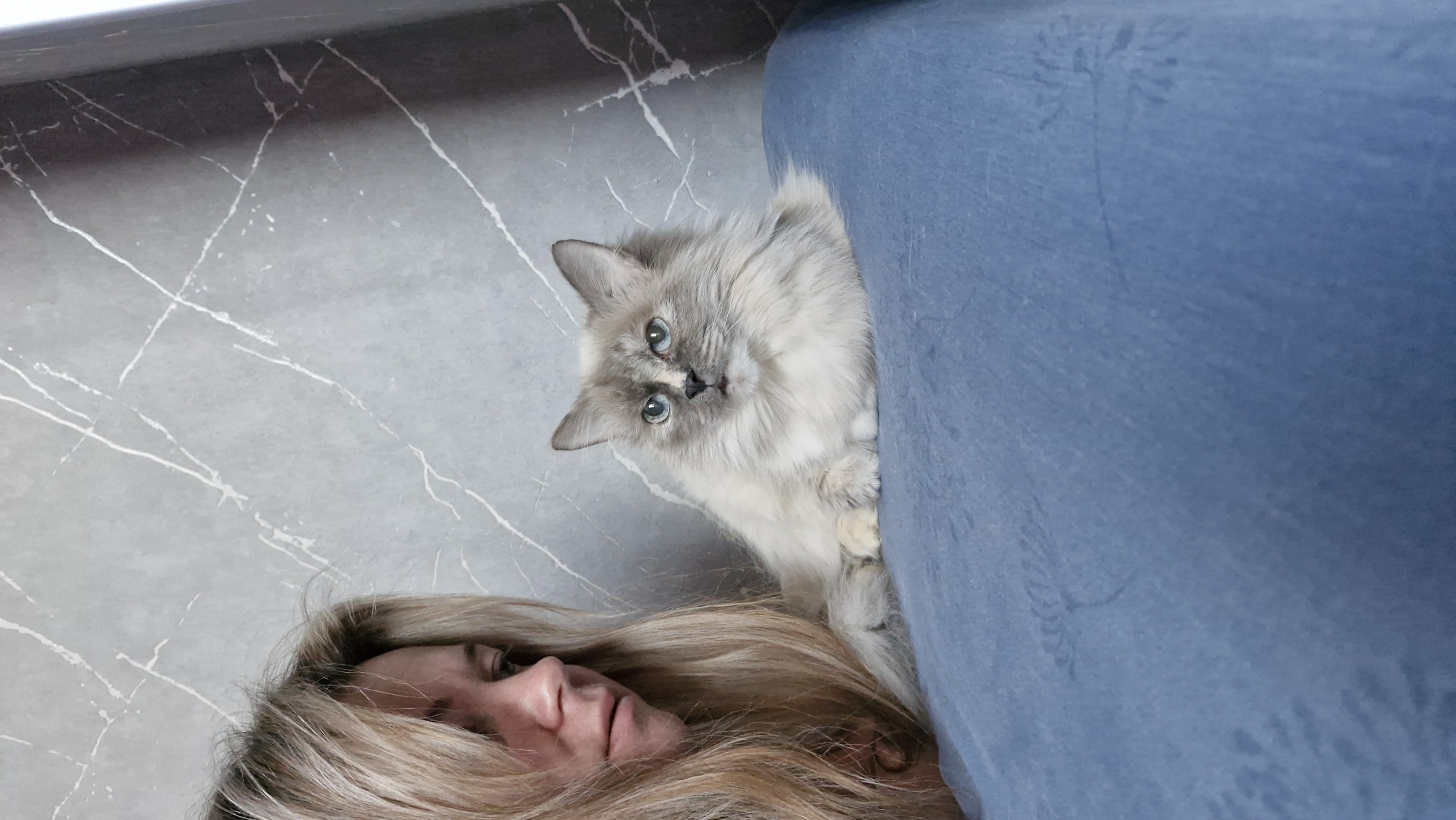 Grey cat peers over sofa edge above blonde woman