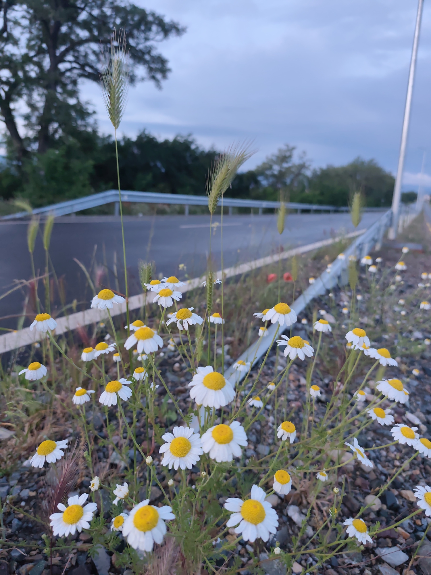 Rural journey through Kazanlak, Bulgaria captures wildflowers and taxi incident