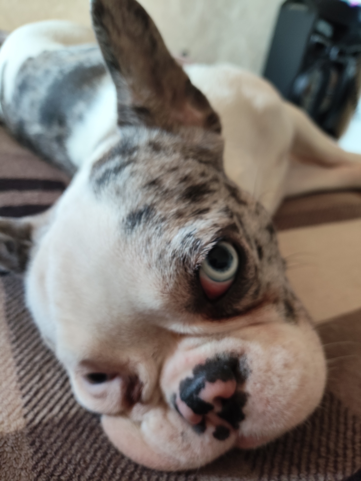 Merle French Bulldog lounging on a plaid blanket, multiple angles