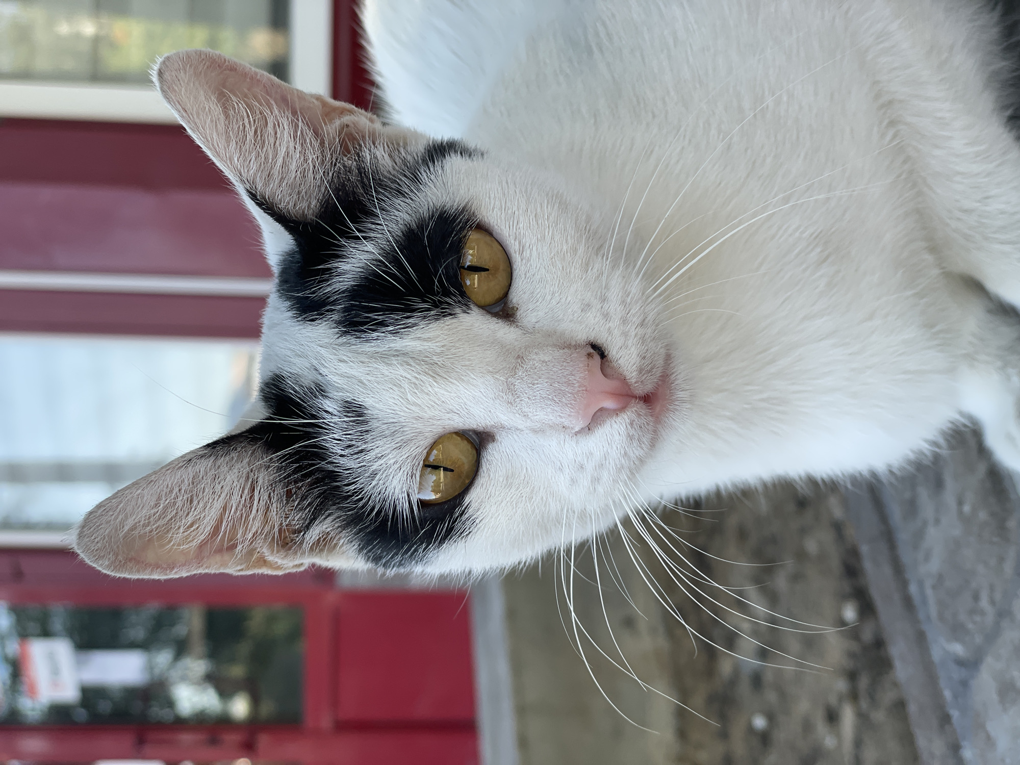Black and white cat on a stone ledge in Aktau