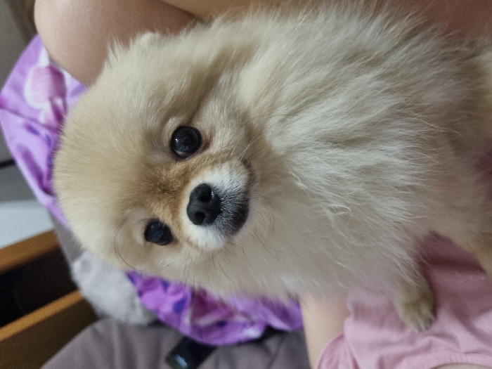Family afternoon with children, ice cream, and Pomeranian dog