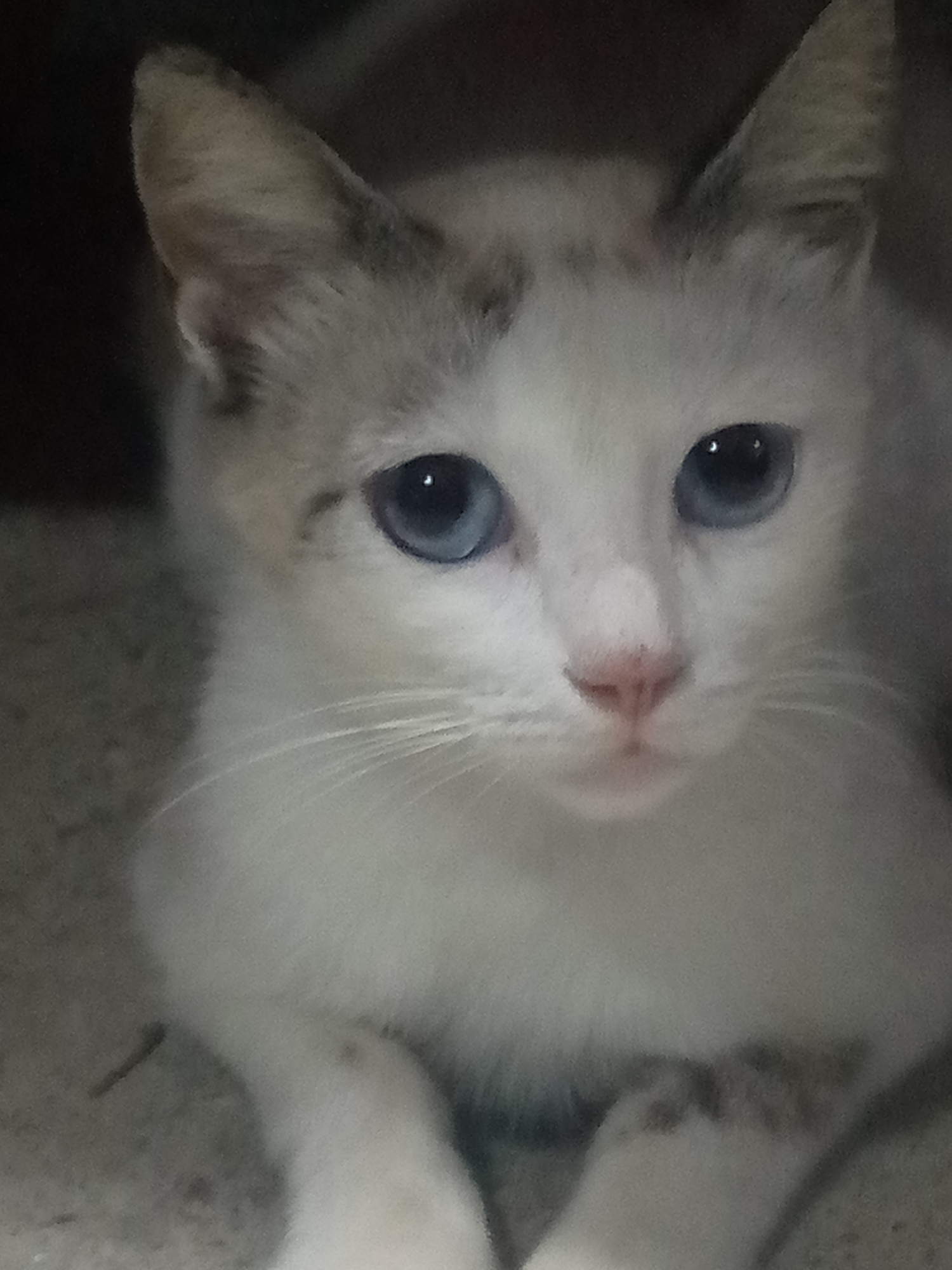 Cats spotted in Venezuelan neighborhoods during early morning hours