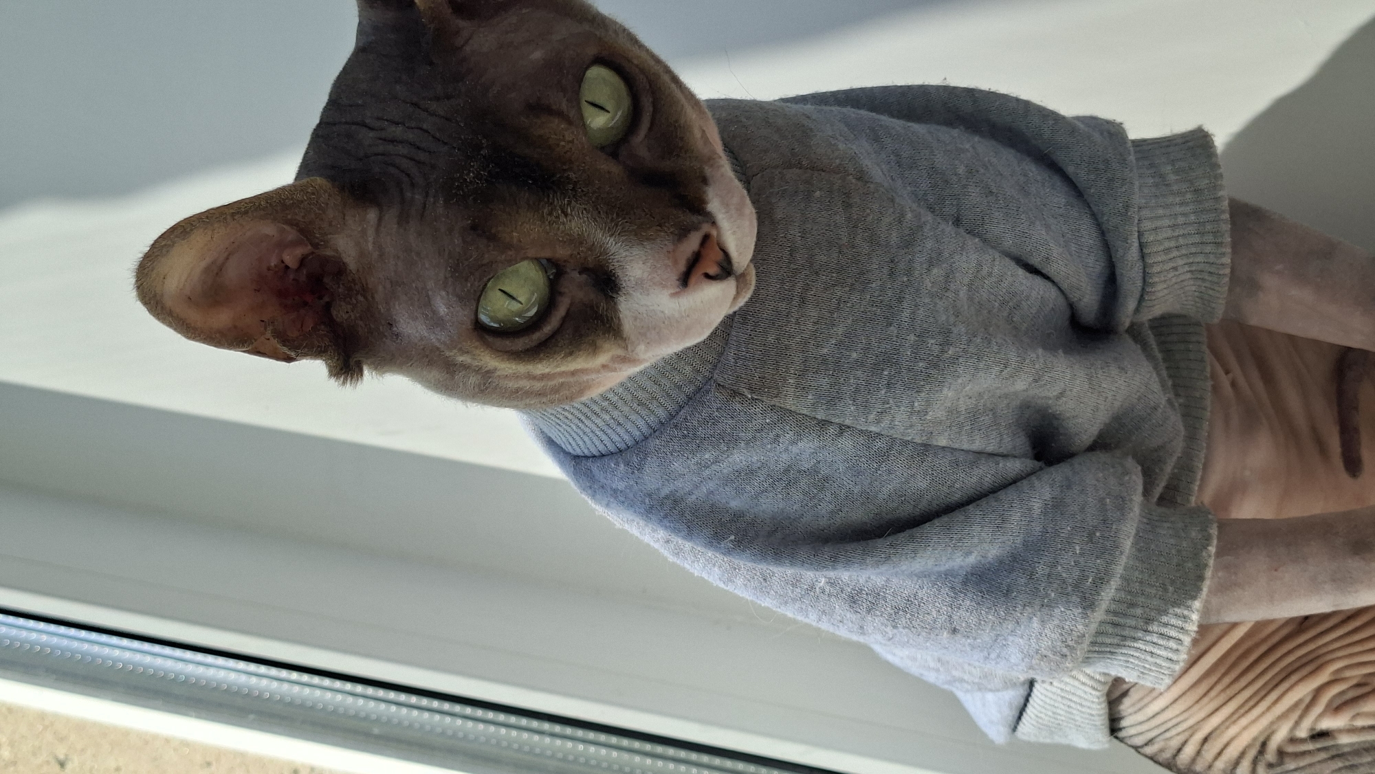 Sphynx cat in a grey sweater chills on a Belarus windowsill