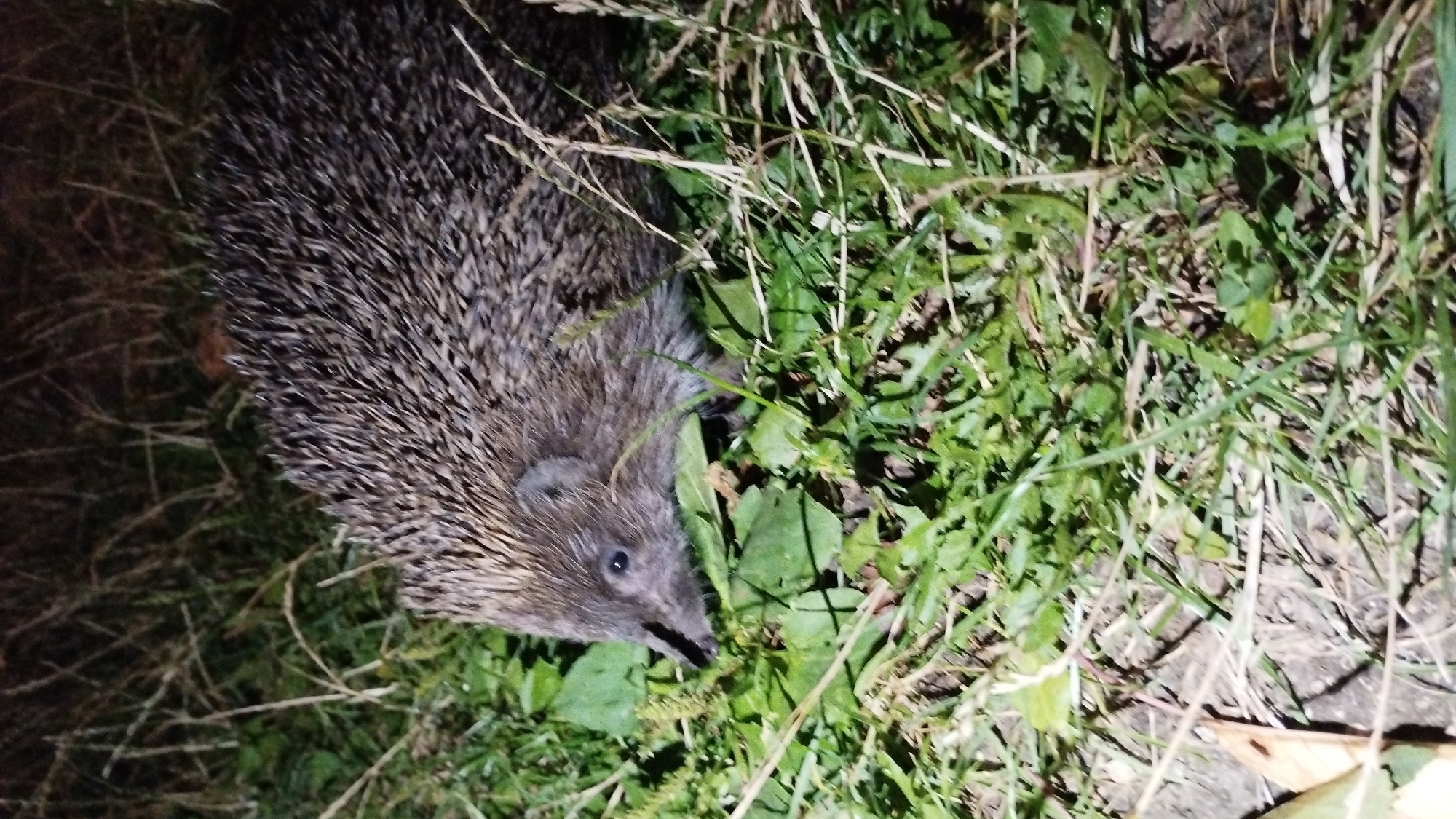 Hedgehog foraging through a garden at night