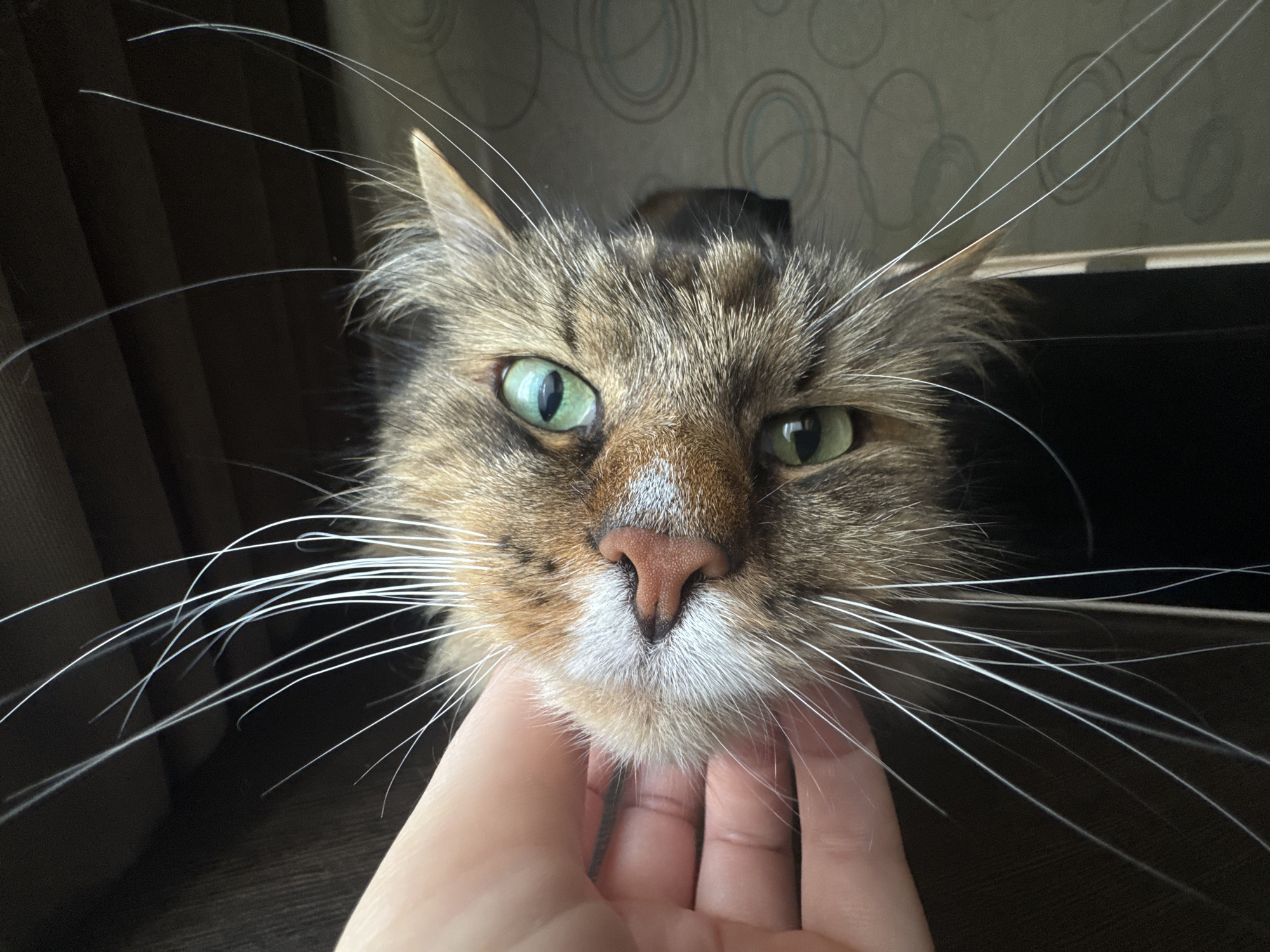 Tabby cat photographed during human interaction in Ivanteyevka home