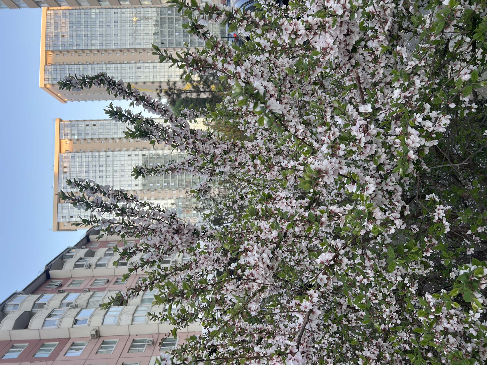 Spring flowers and urban life documented across Vladivostok
