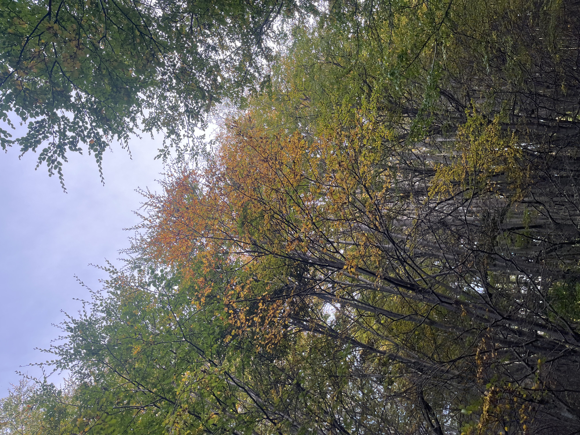 Forest road and canopy views captured near Ushuaia