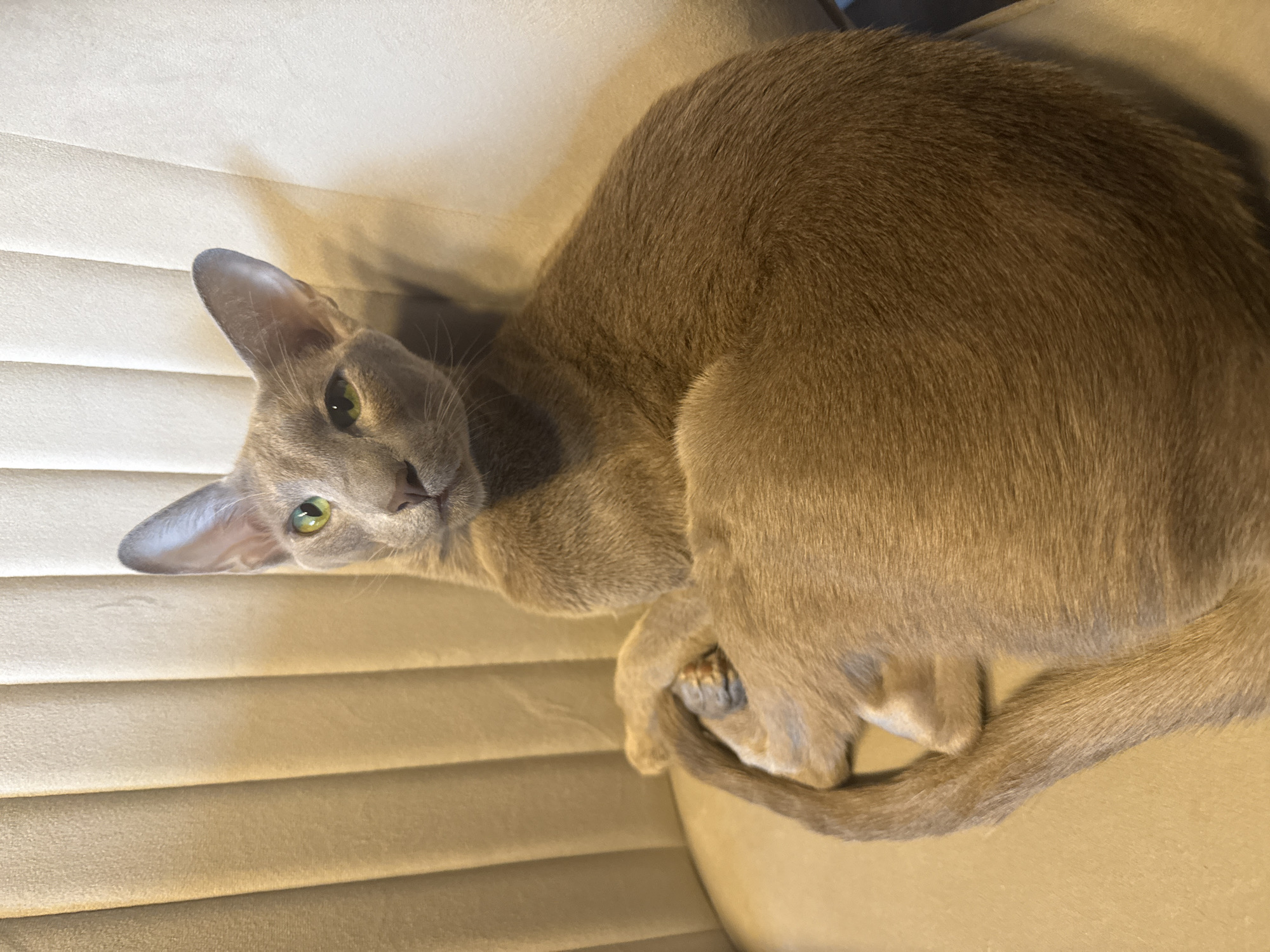 Woman films lazy Saturday afternoon with Oriental Shorthair cat in Petersburg