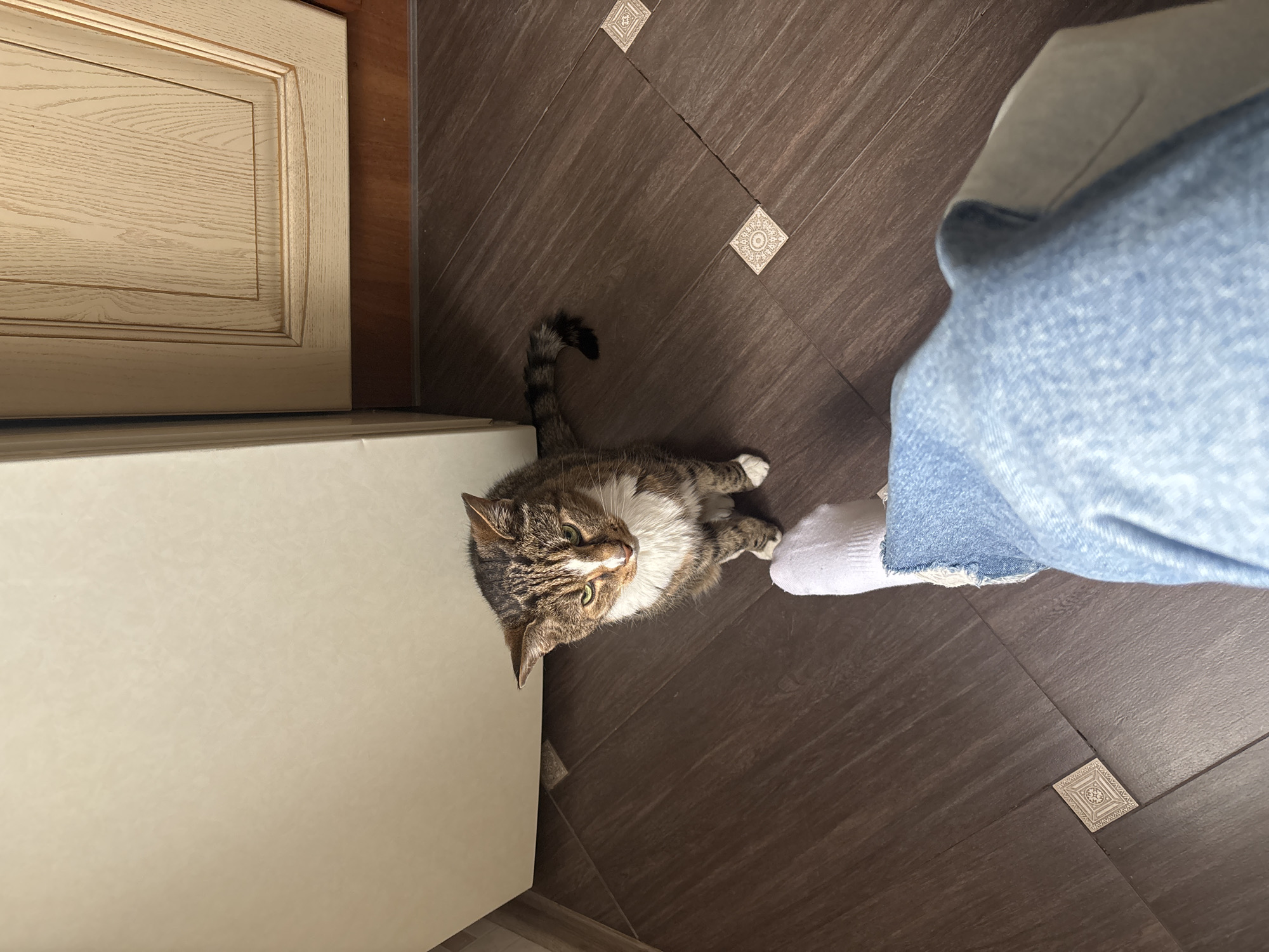 Tabby cat and playful close-up portraits, indoors in Sinyavino