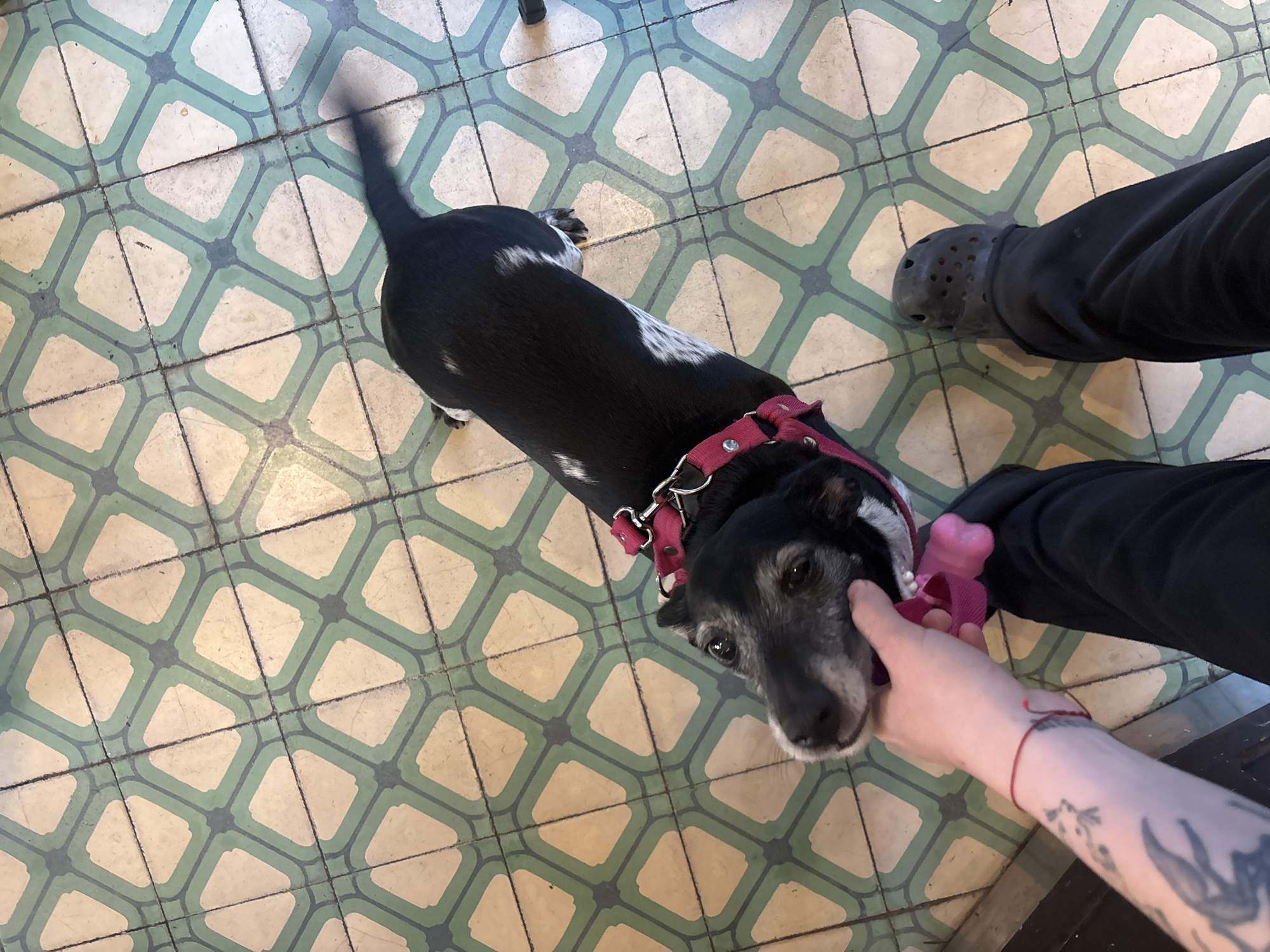Dog interacts with person indoors in Buenos Aires