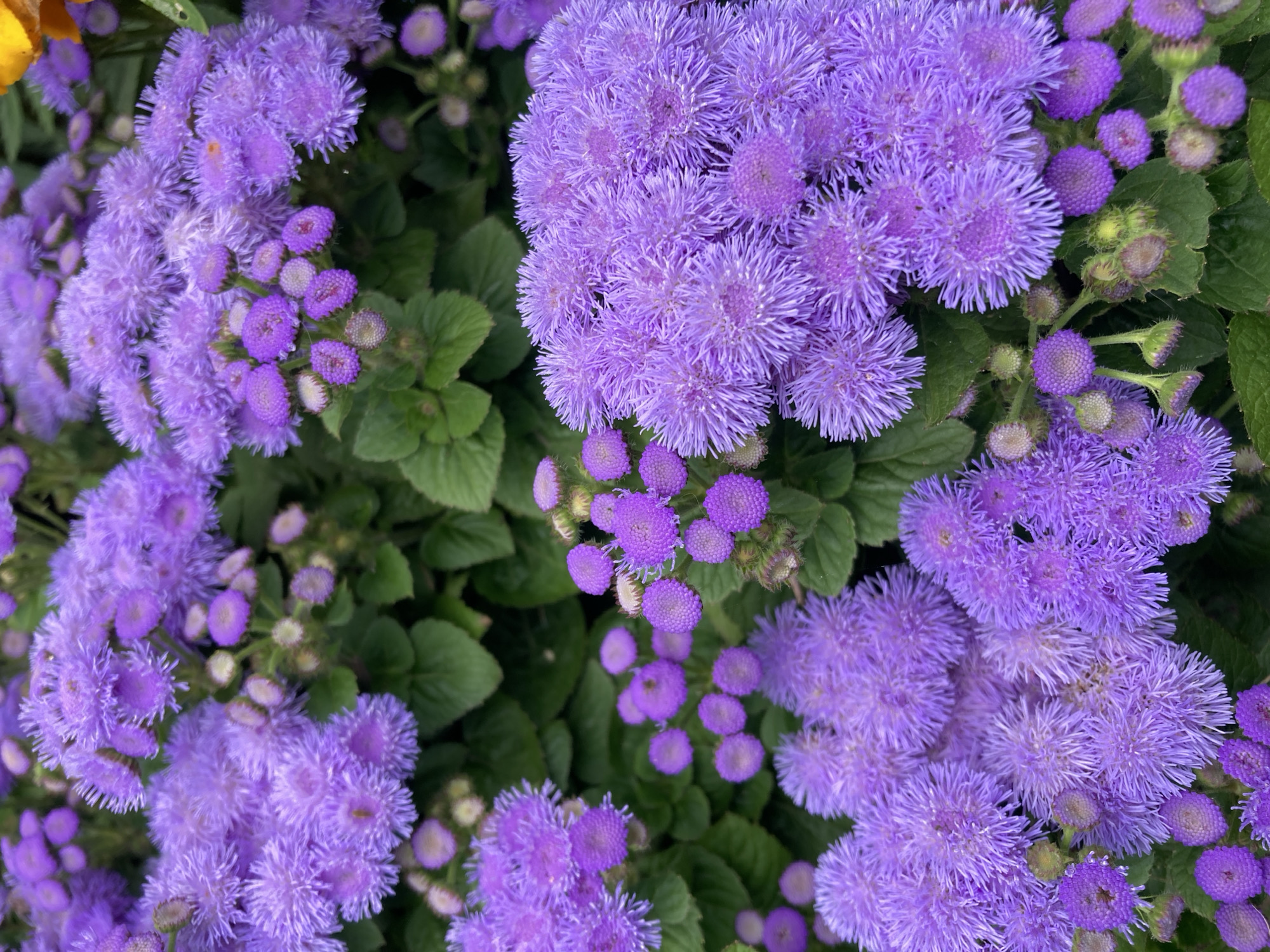 Summer garden in bloom: tomatoes, marigolds, dill, and ageratum