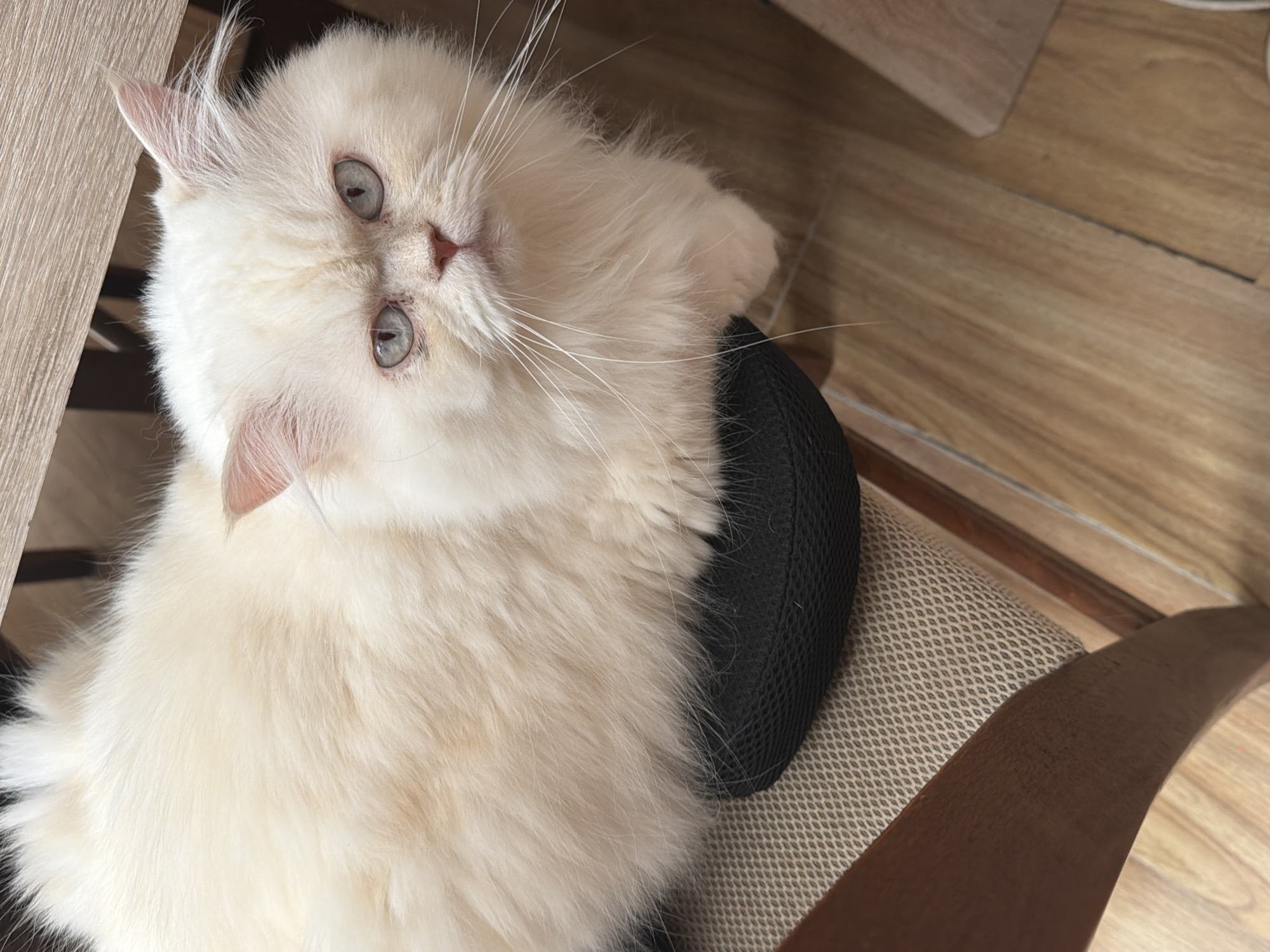 Two cats spotted indoors in Varna, Bulgaria early morning