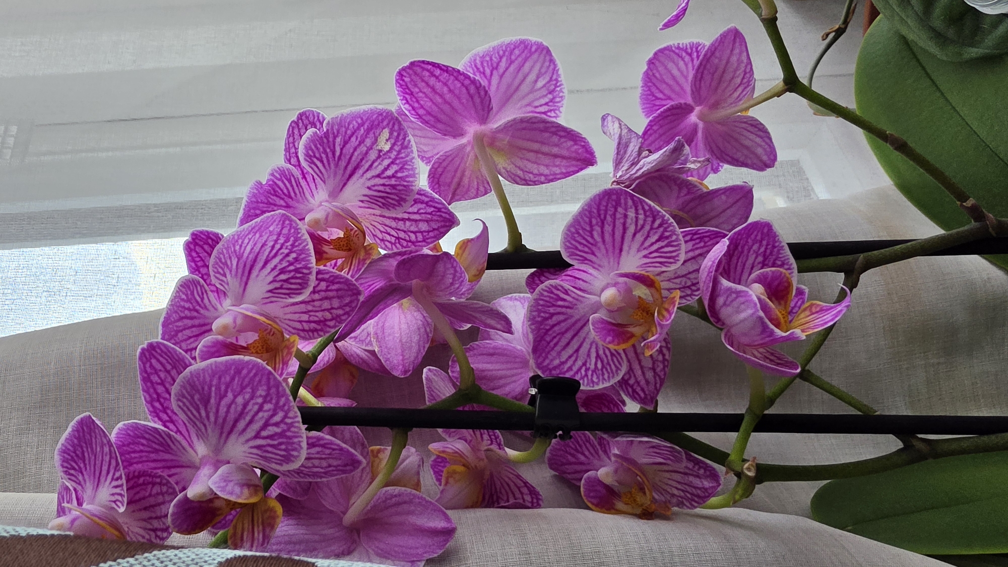 Blooming pink-purple orchids documented in London garden display