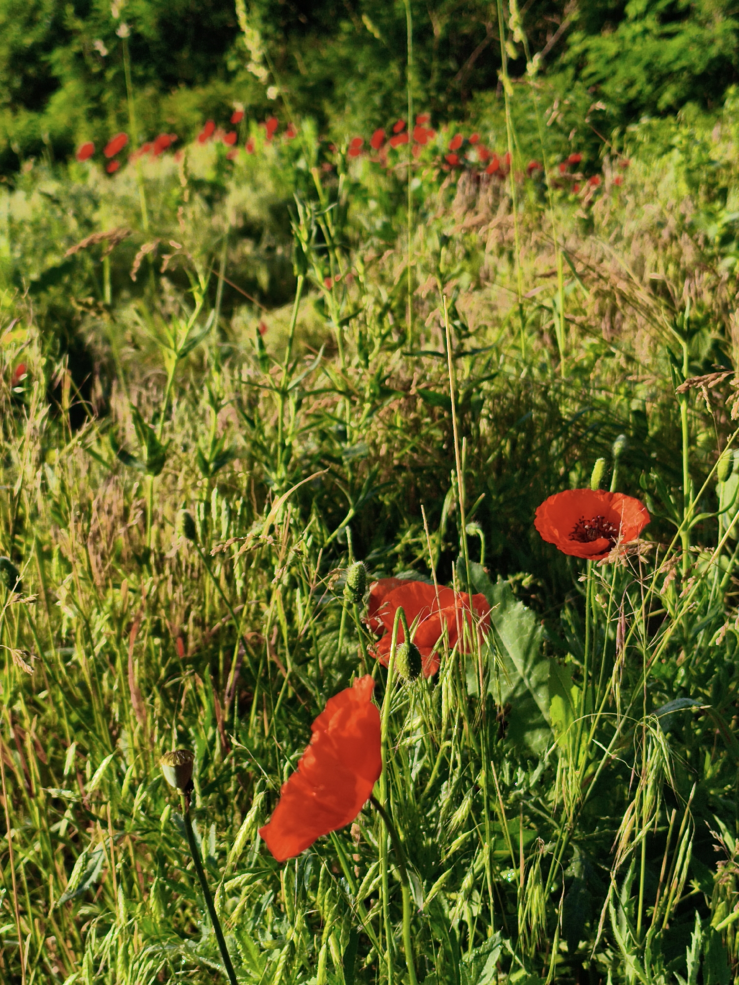 Spring wildflowers and rural scenes documented in Ustyvytsia, Ukraine