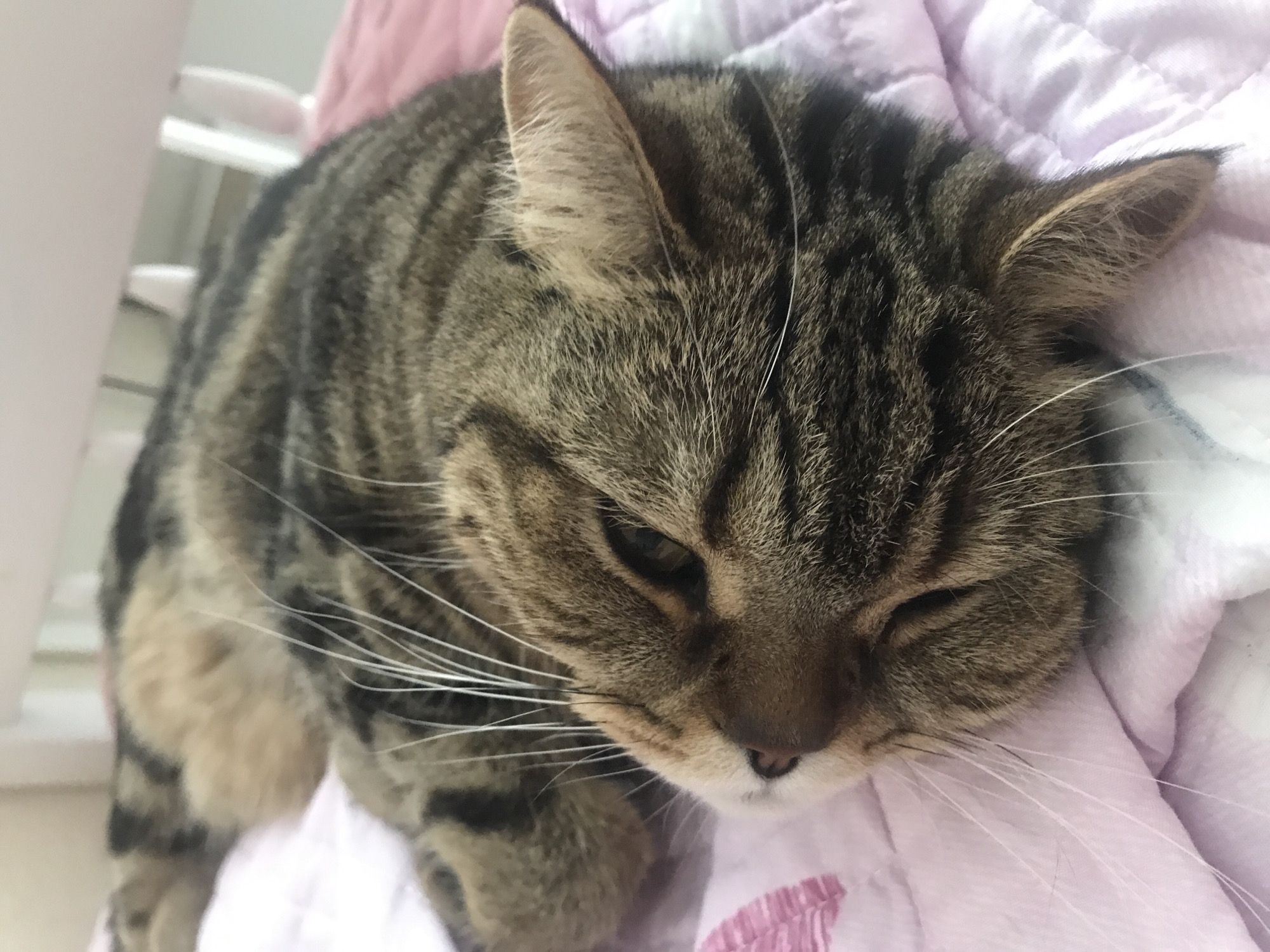 Tabby cat rests on blanket in Volgograd home