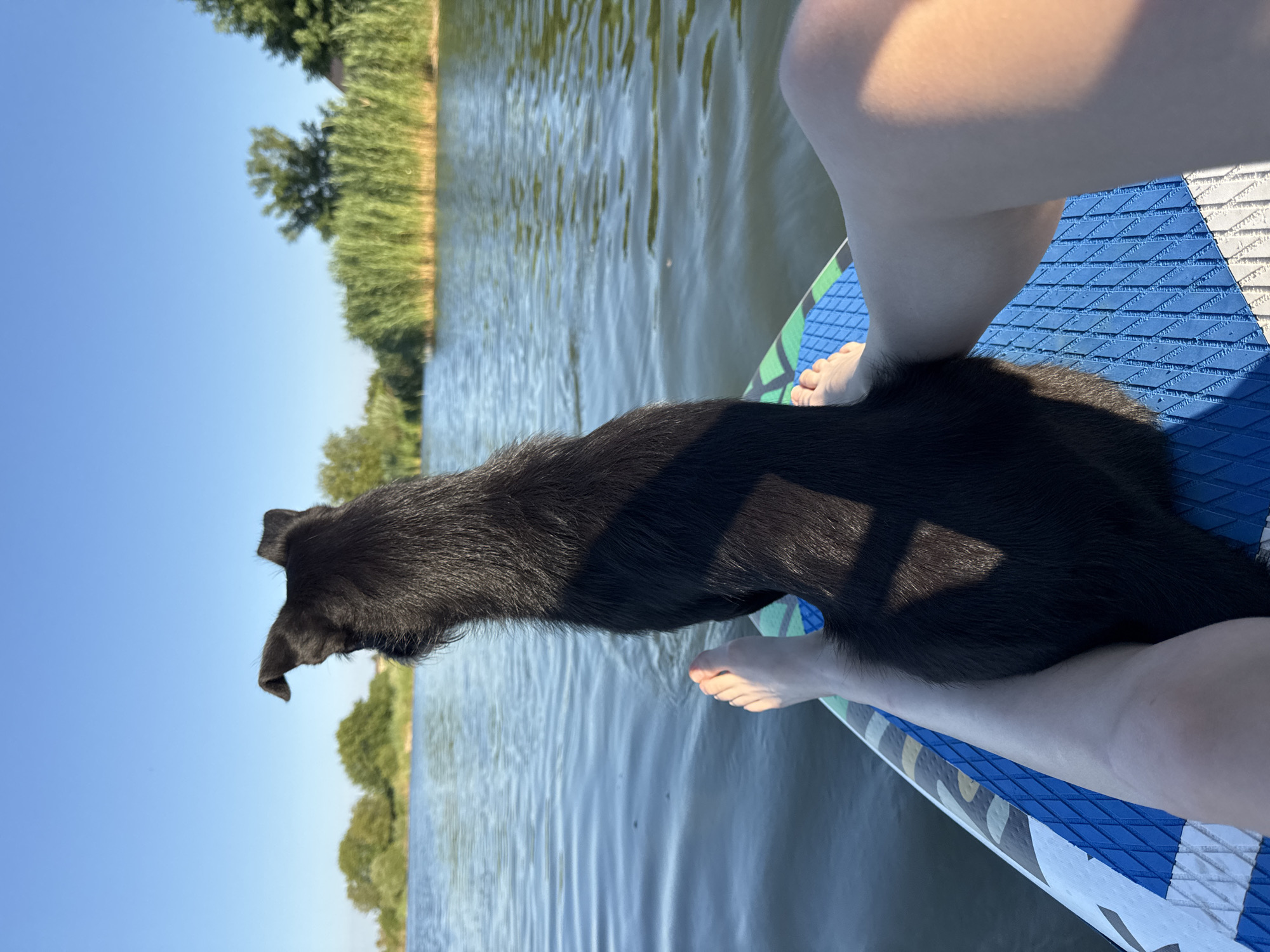 Dog and paddleboarder cruise a Russian waterway together