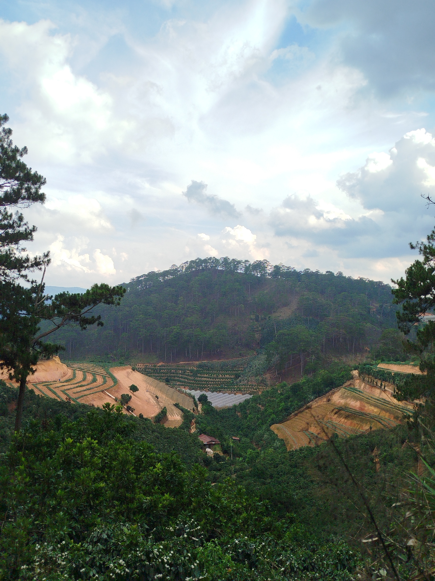 Terraced farmland documented in Tuý Sơn hillside landscape