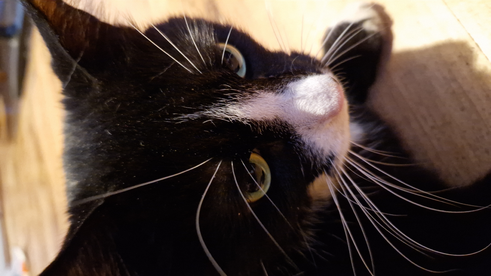 Close-up portrait series of a black and white cat in Riga