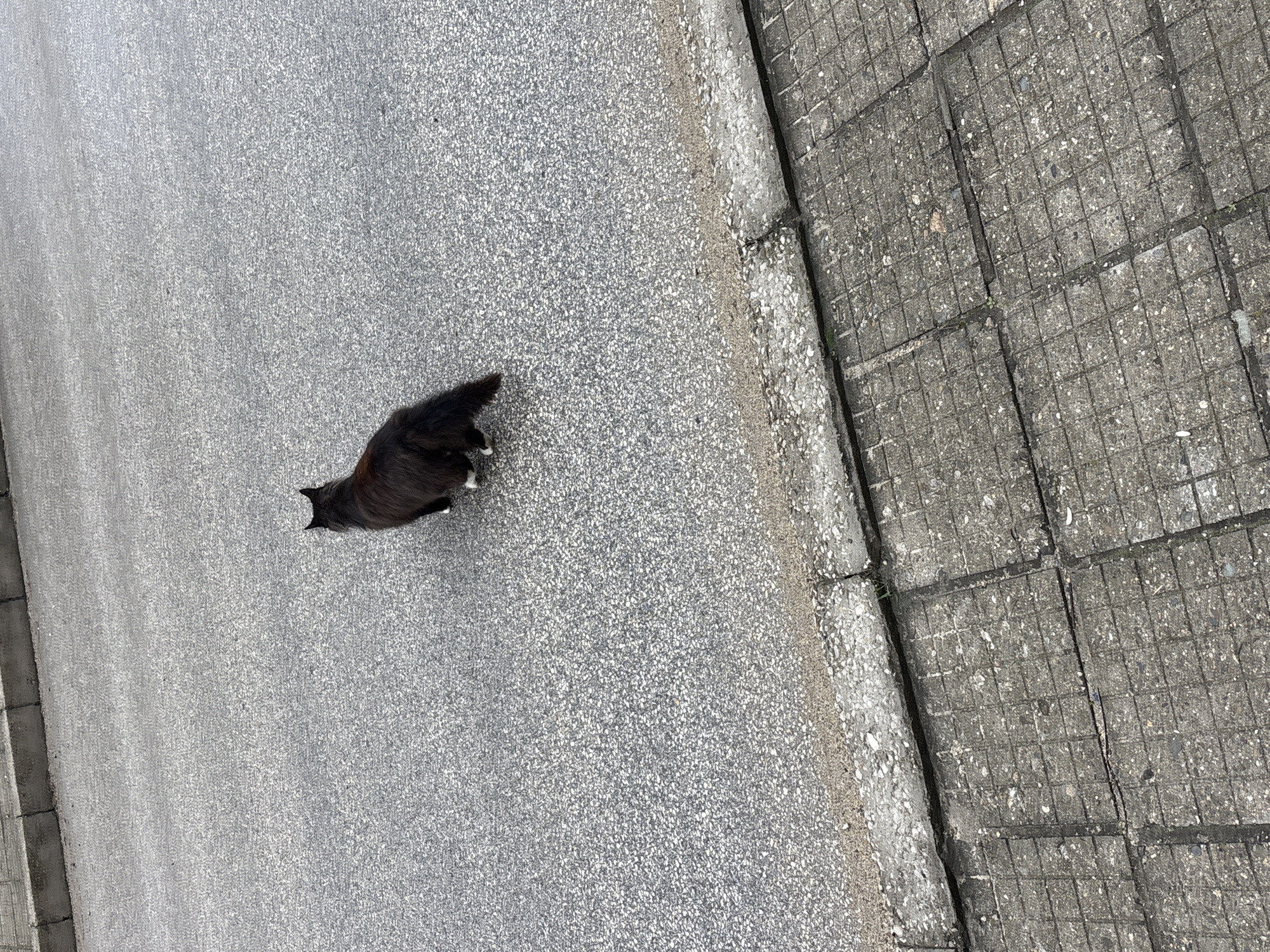 Cat spotted on street in Tryavna, Bulgaria