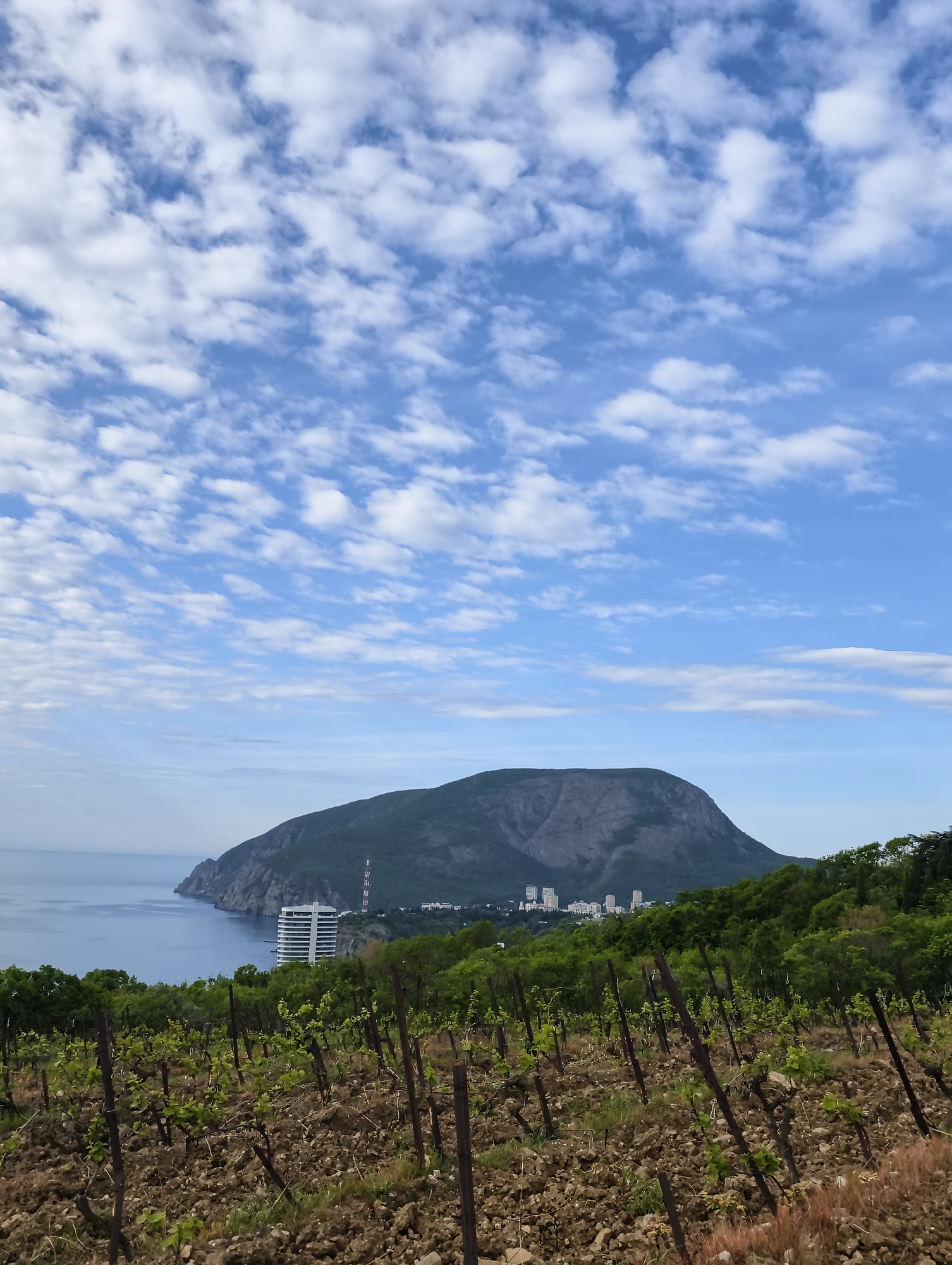 Vineyard overlooking Black Sea and Ai-Petri Mountain observed in Ukraine
