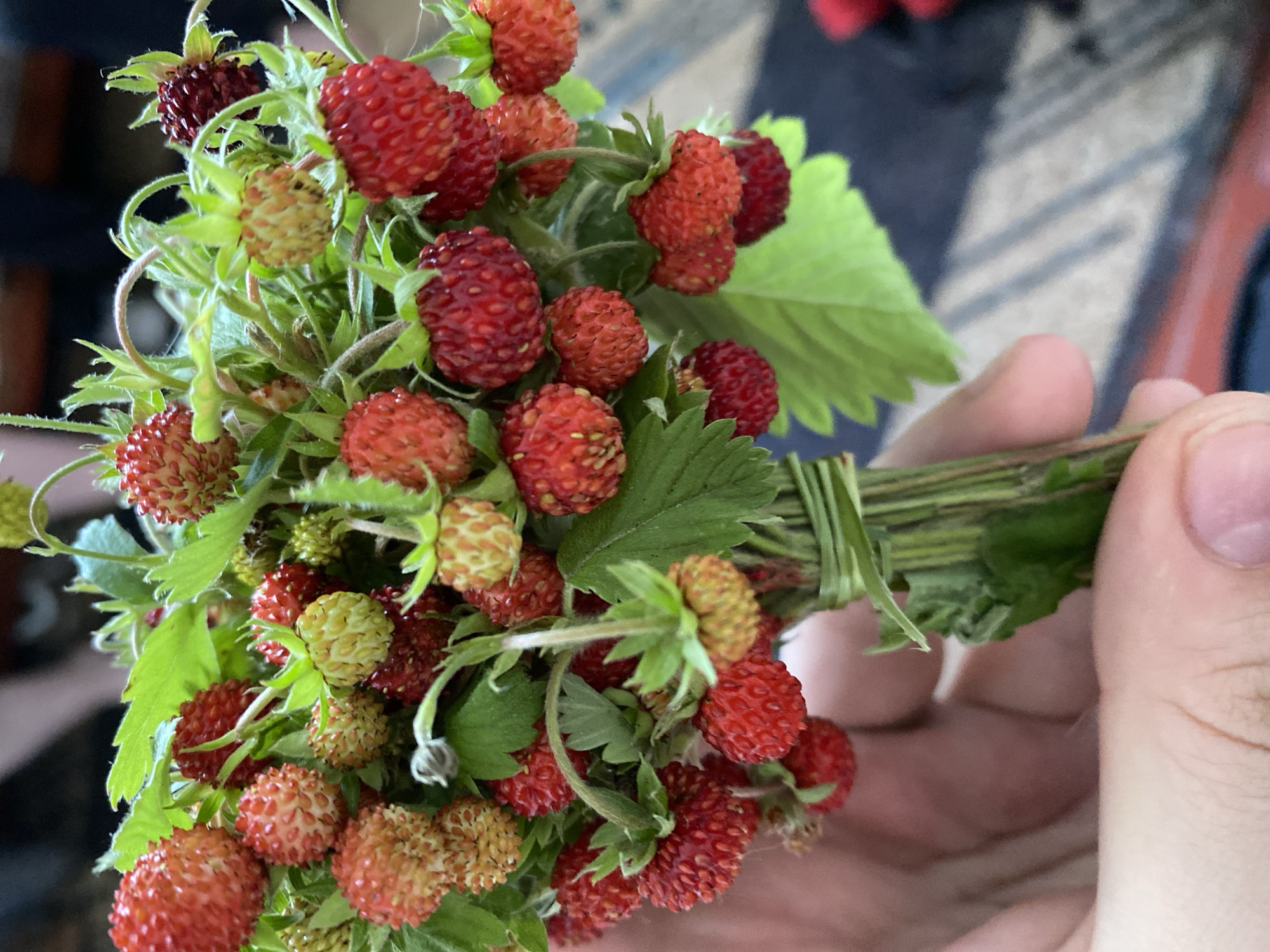 Cats, wild strawberries, and home objects in Pakhynia