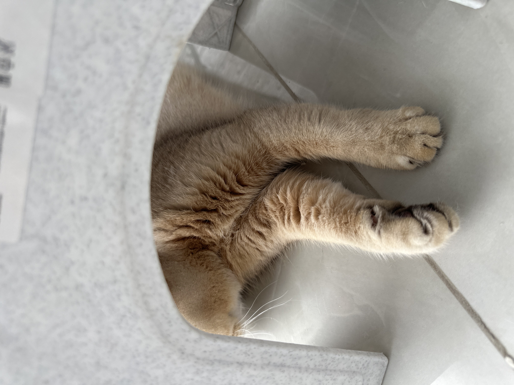 Cat seeks shelter in small spaces during morning hours