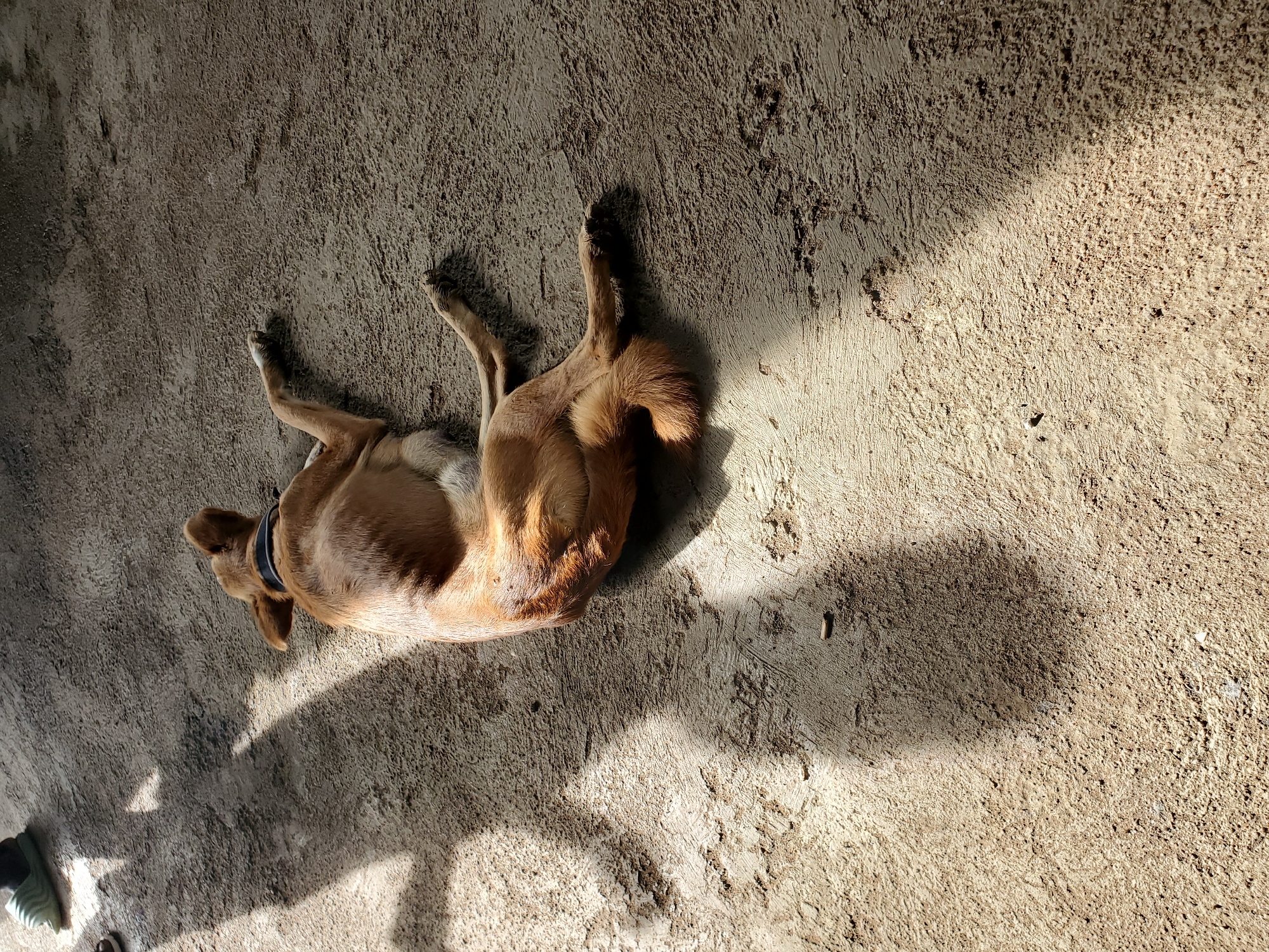 Dog resting on sunny concrete beside a patchy grass area