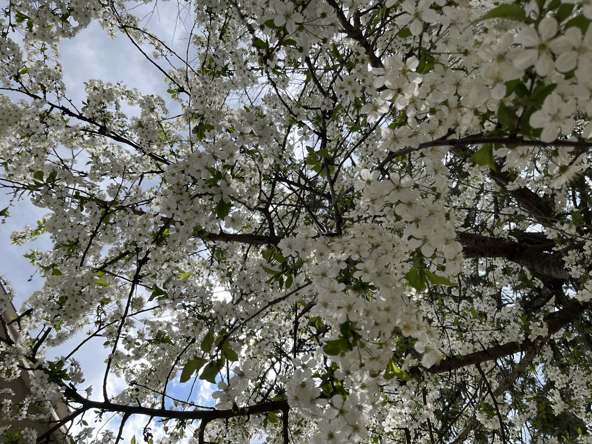 Spring blooms captured in Karlovo, Bulgaria
