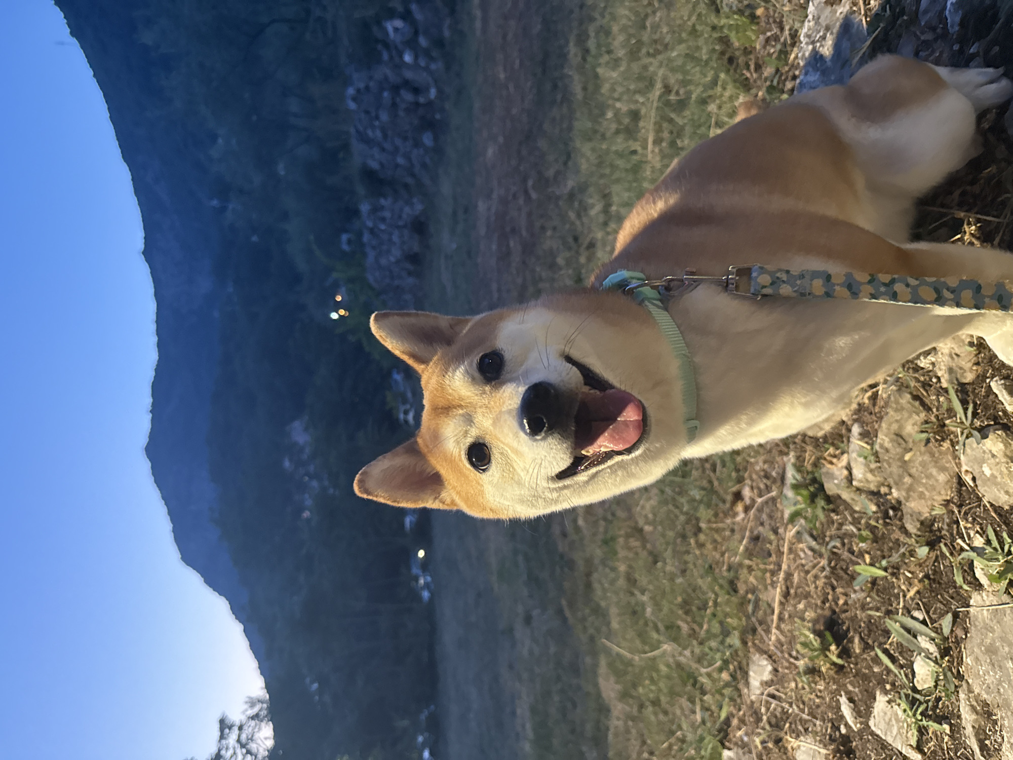 Shiba Inus at dusk near a Montenegrin hilltop church