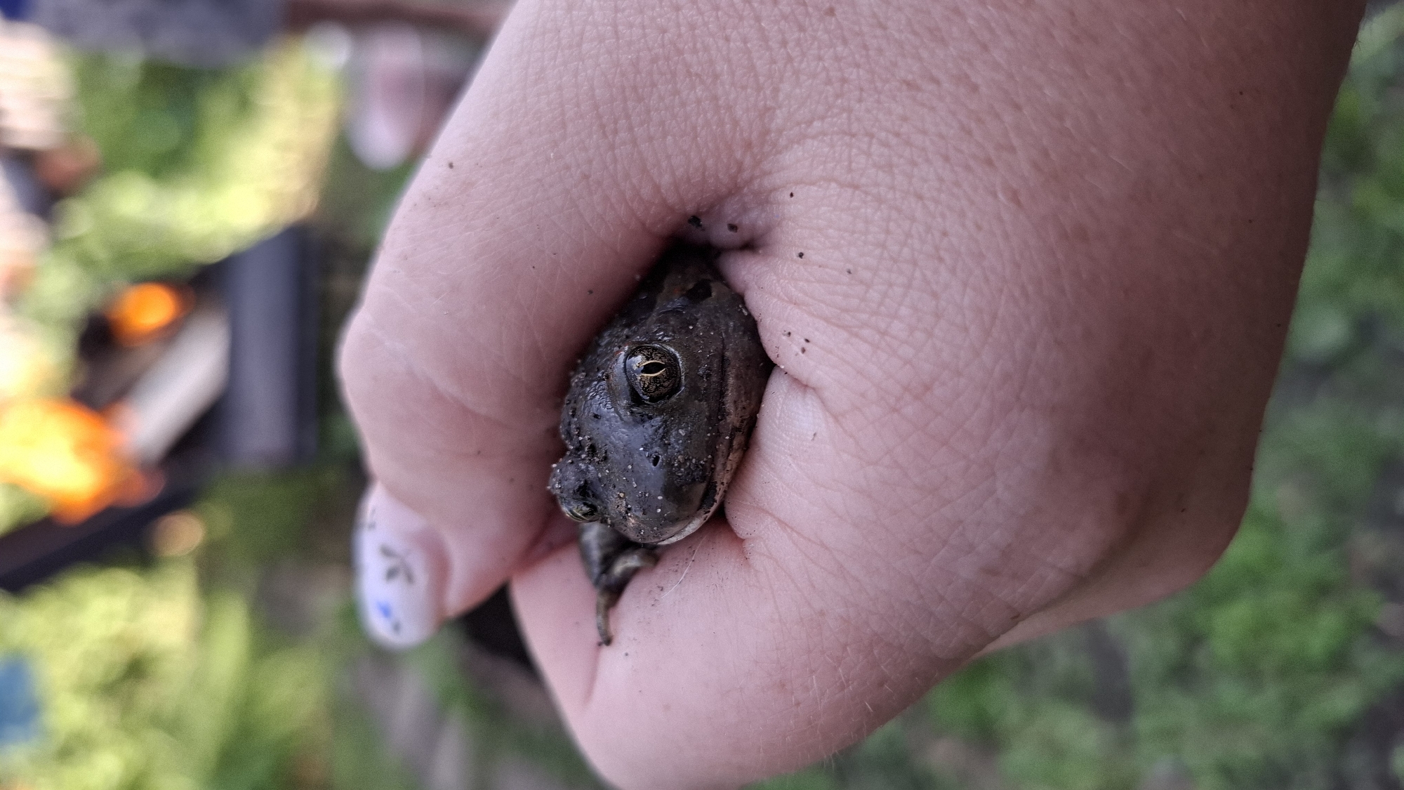 Close encounter with small frog in Tolyatti