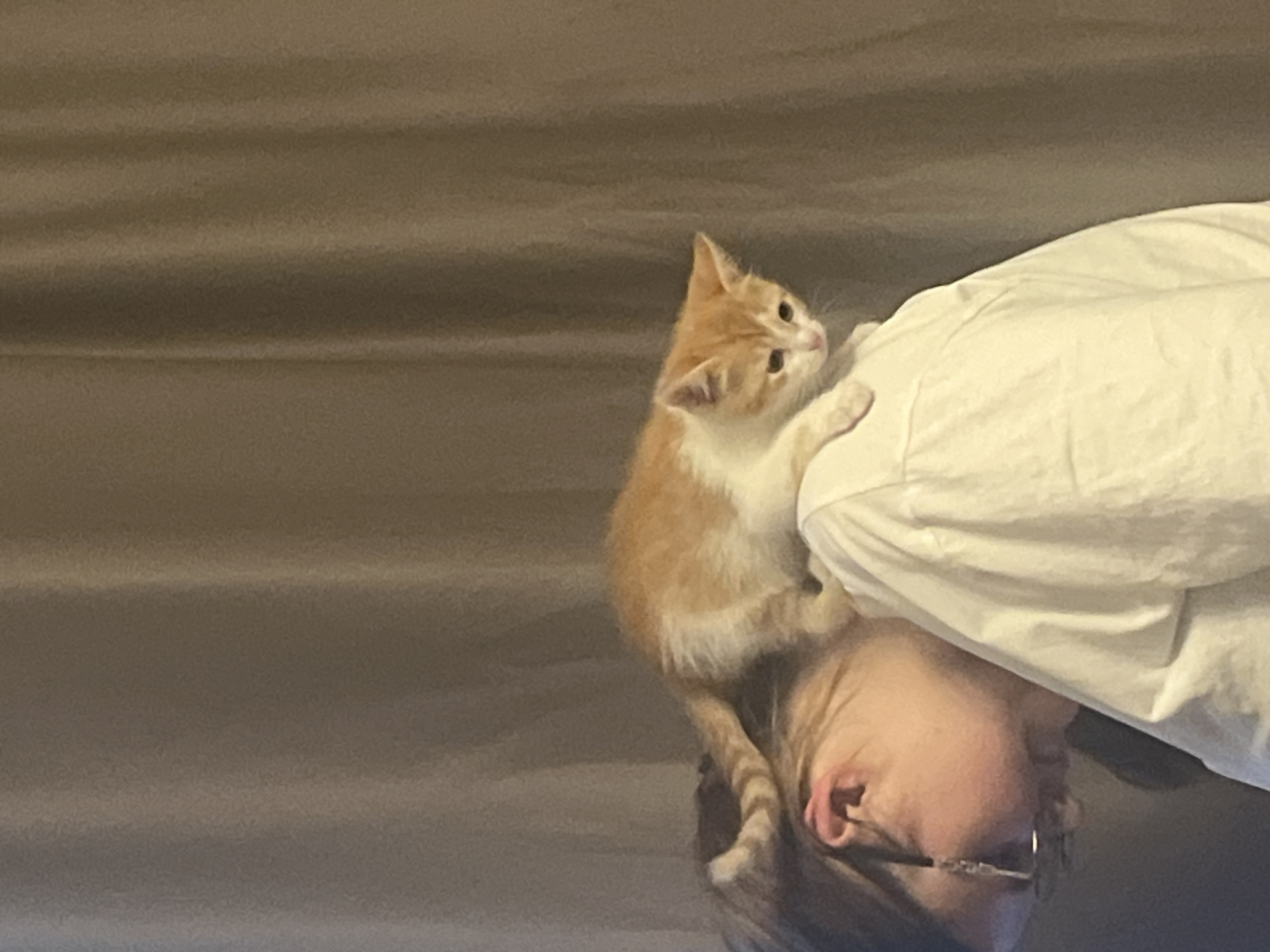 Ginger kitten's first evening home in Svietlahorsk