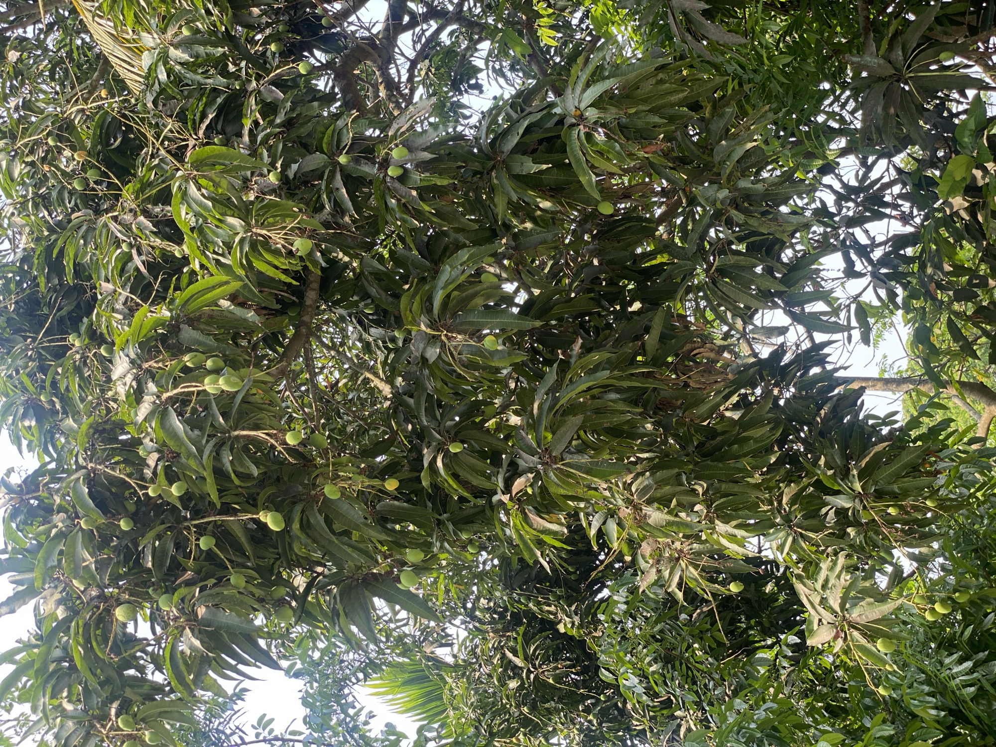 Morning garden documentation captures mango trees and vegetation in Bangladesh