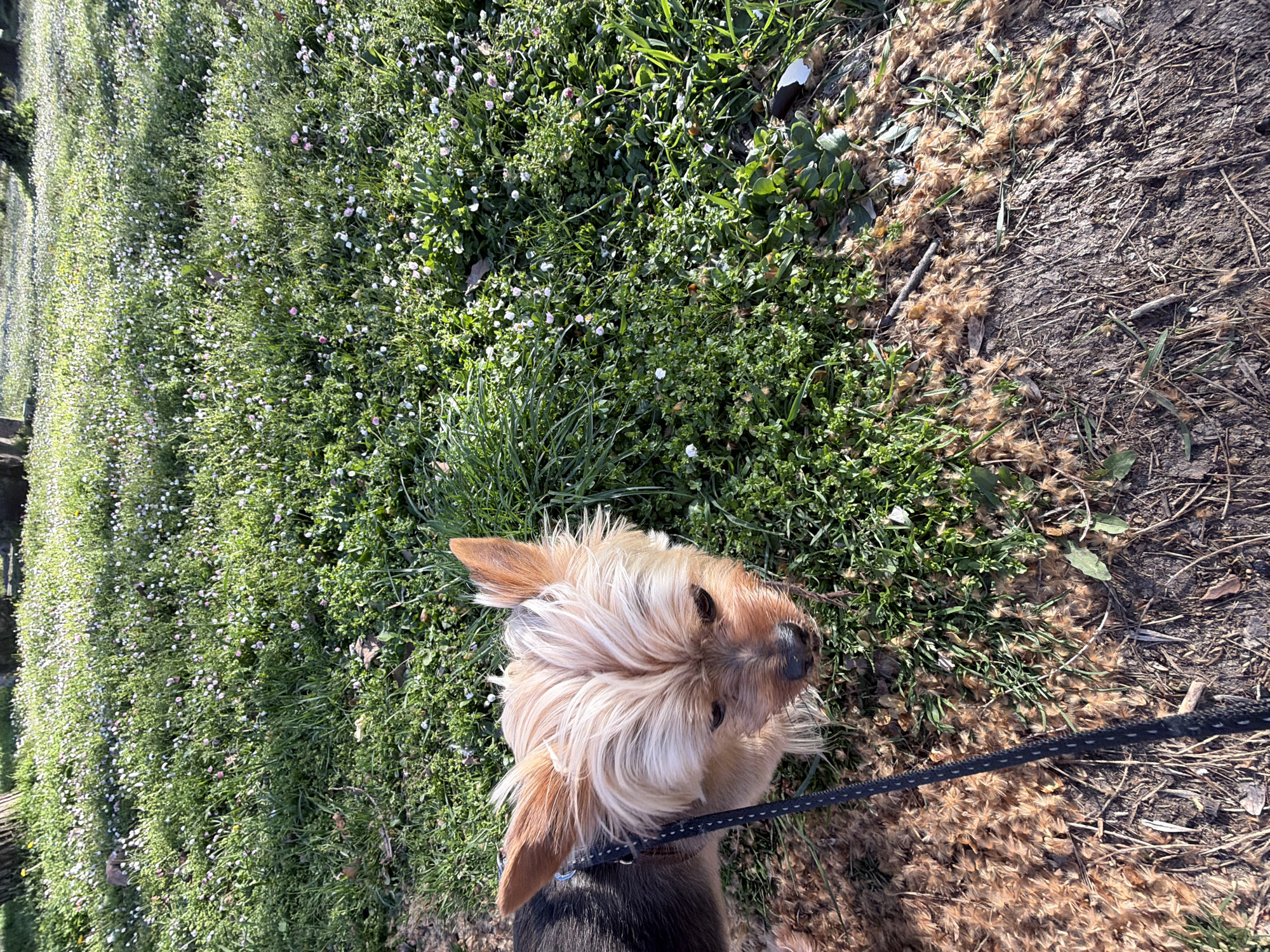 Spring Morning Dog Walk Amid Wildflowers in Plovdiv Park